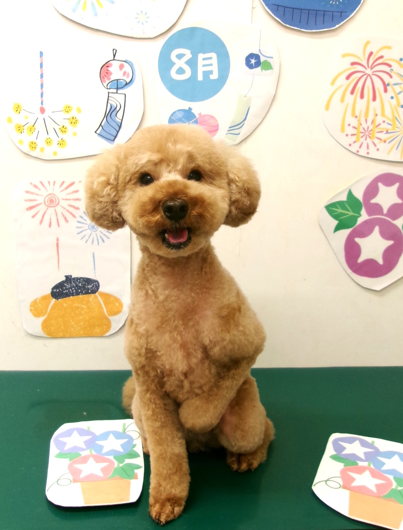 トリミングサロン シュシュどうぶつ病院のトリミングカット-10324の1枚目
