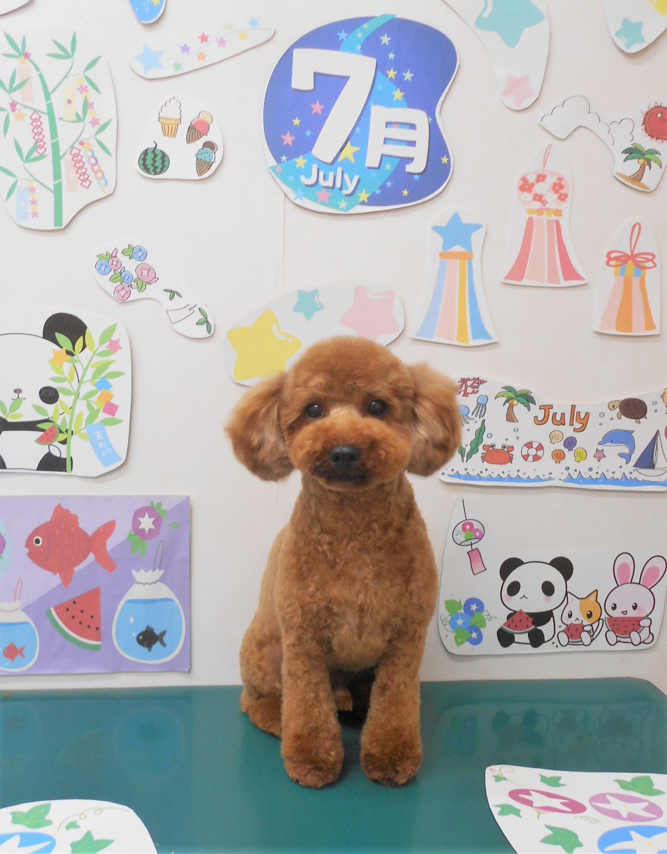 トリミングサロン シュシュどうぶつ病院のトリミングカット-7829の1枚目
