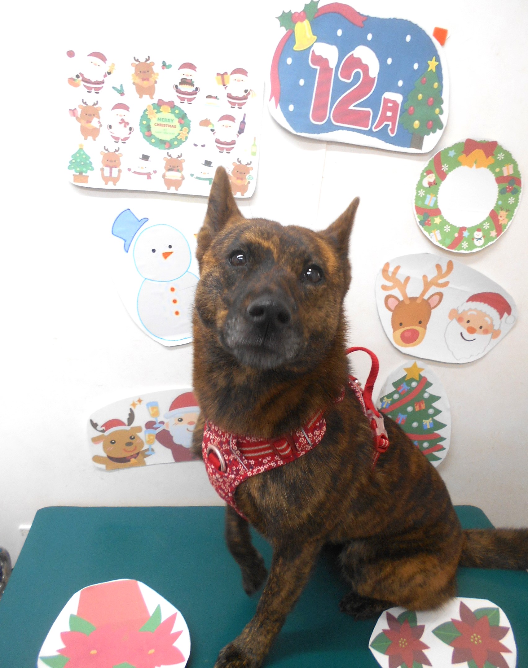 甲斐犬のトリミングカット シュシュどうぶつ病院の1枚目