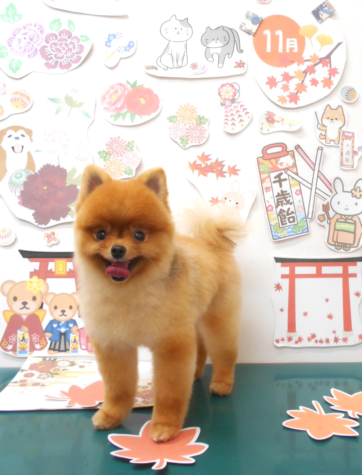 ポメラニアンのトリミングカット シュシュどうぶつ病院の1枚目