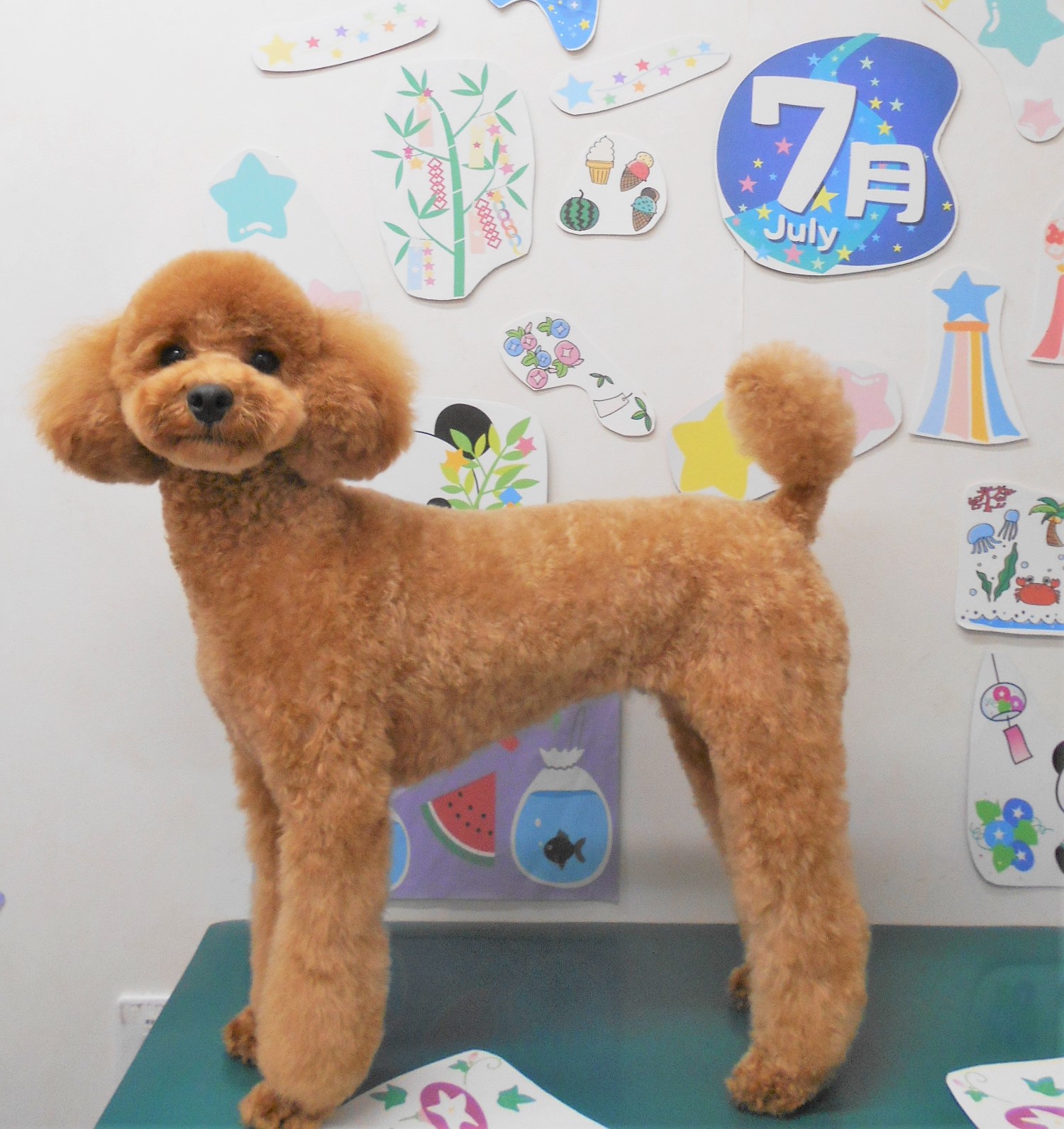 トリミングサロン シュシュどうぶつ病院のトリミングカット-7812の1枚目