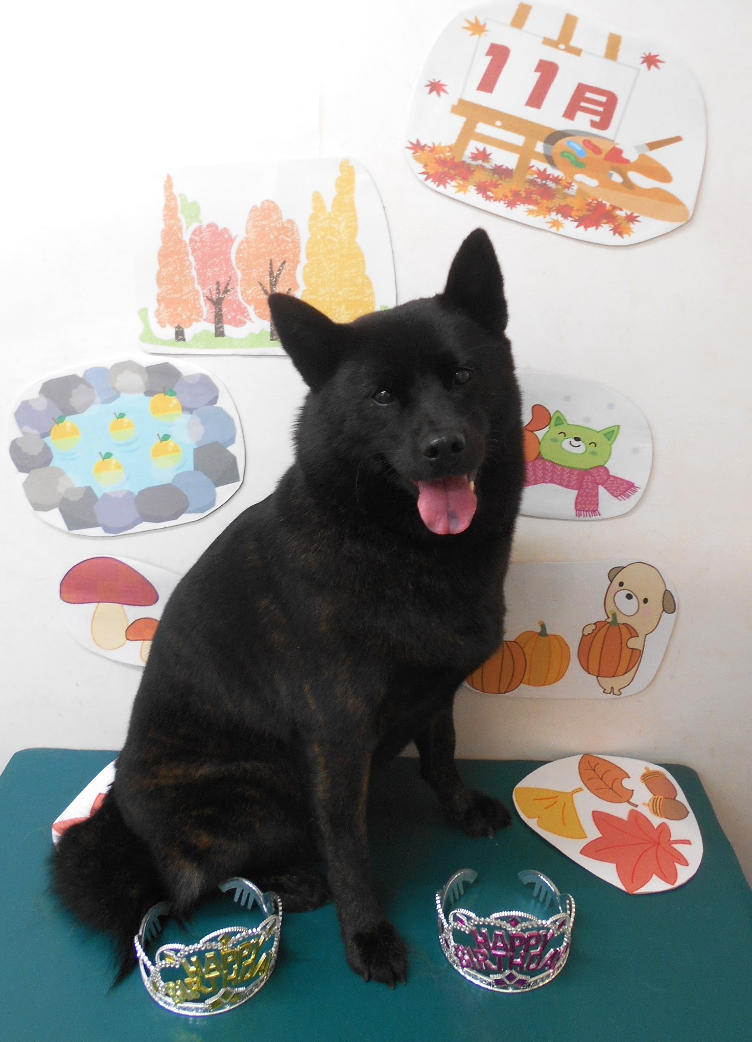 甲斐犬のトリミングカット シュシュどうぶつ病院の1枚目