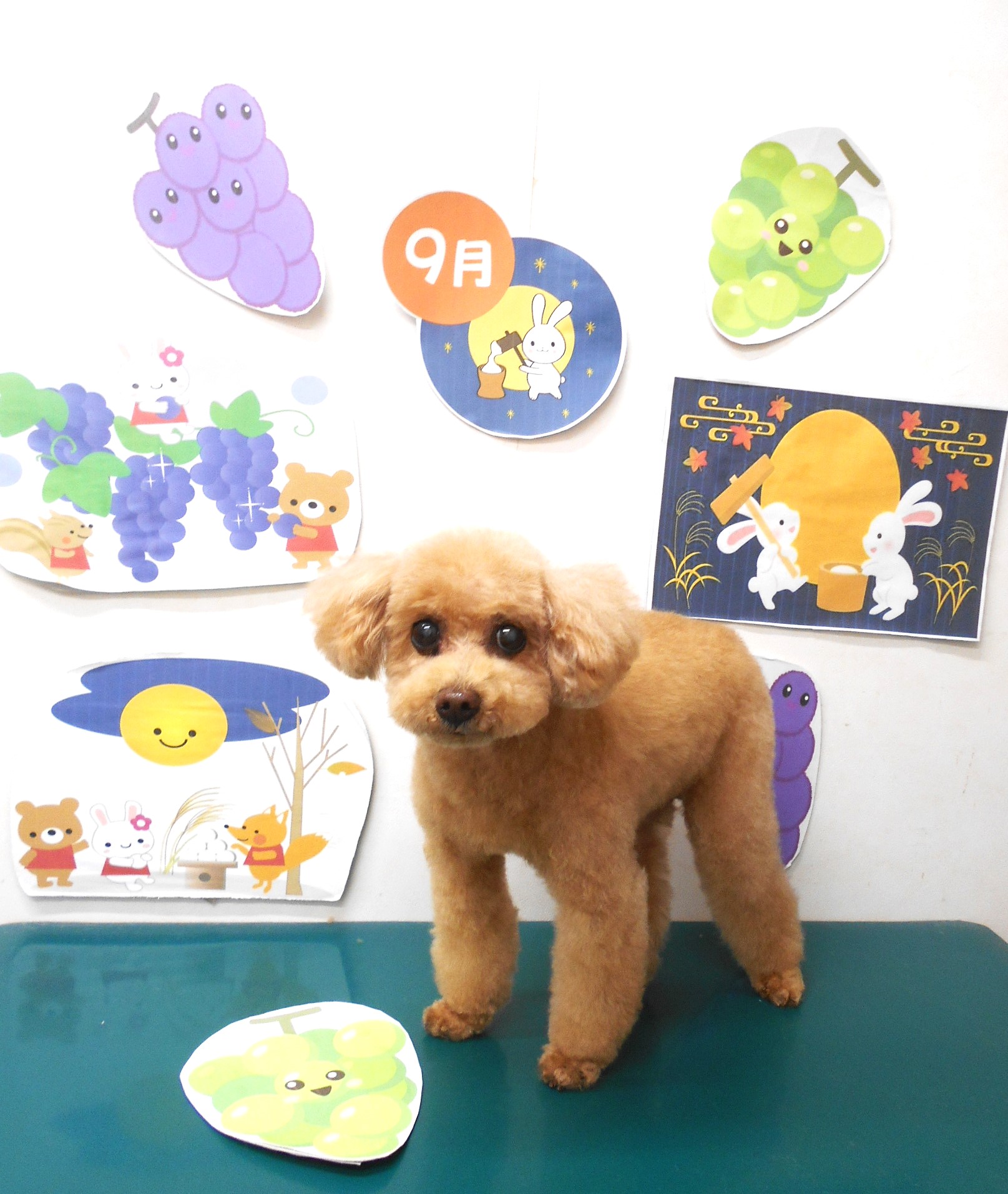 トイプードルのトリミングカット シュシュどうぶつ病院の1枚目