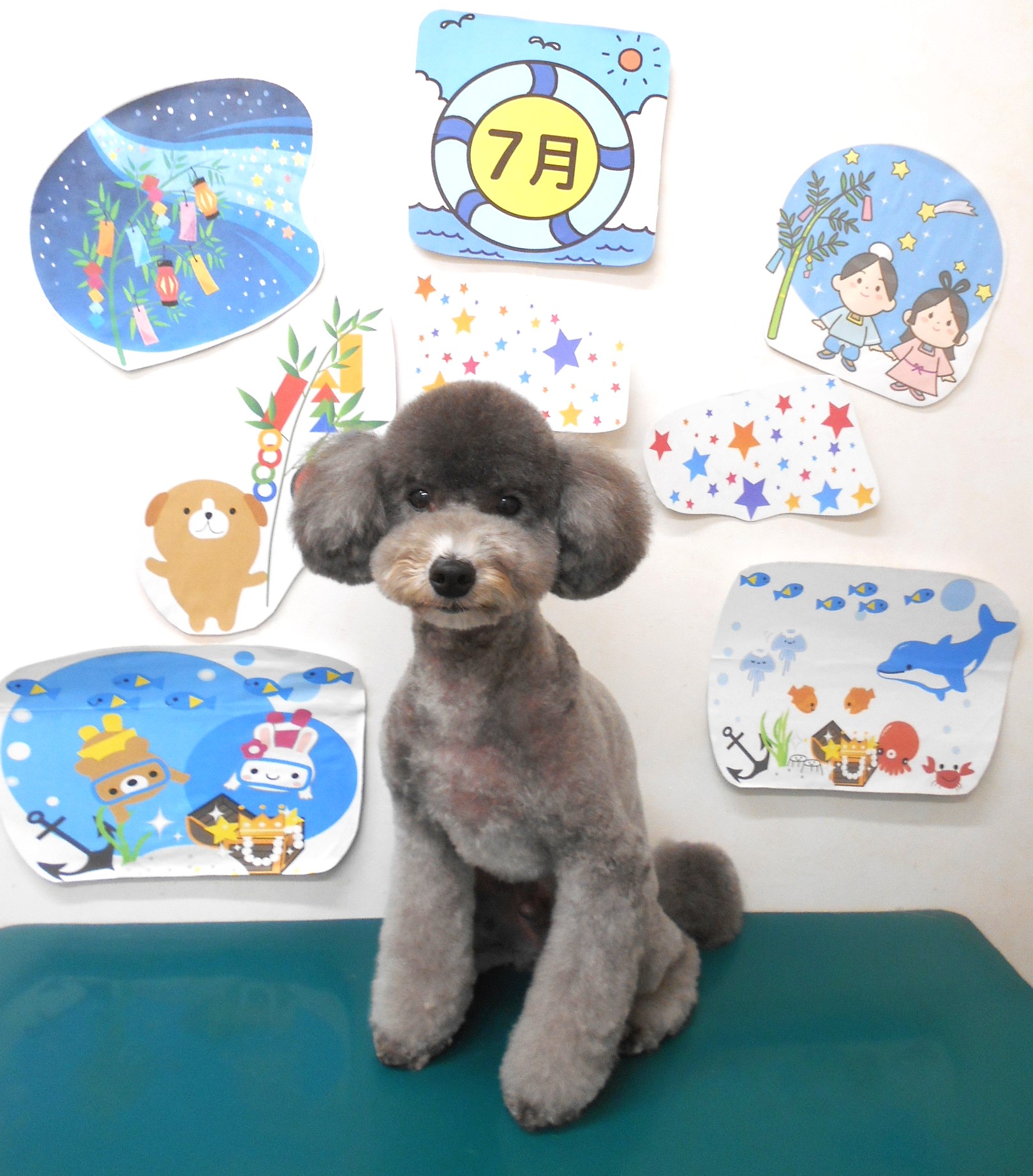 トイプードルのトリミングカット シュシュどうぶつ病院の1枚目