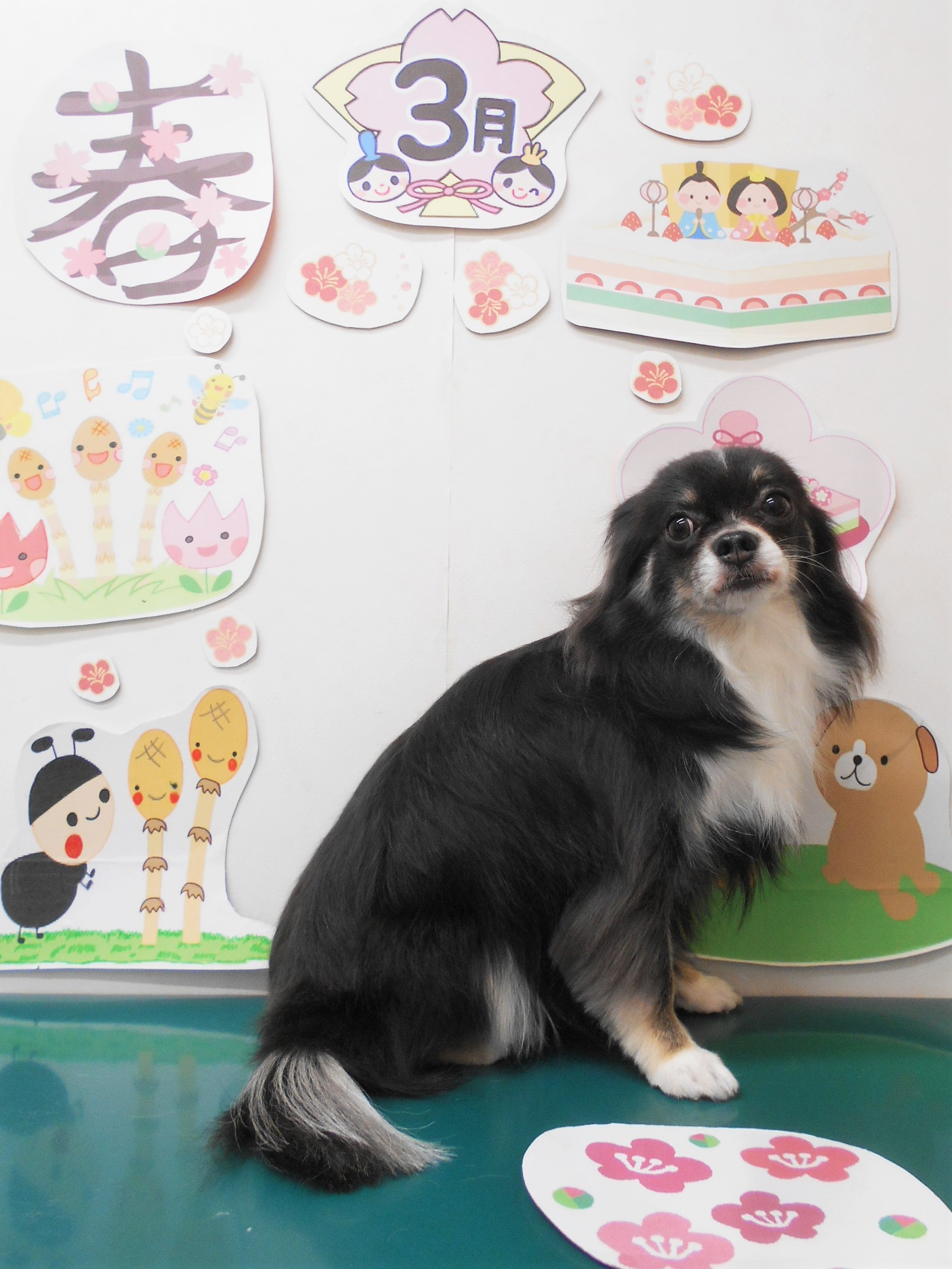 チワワのトリミングカット シュシュどうぶつ病院の1枚目