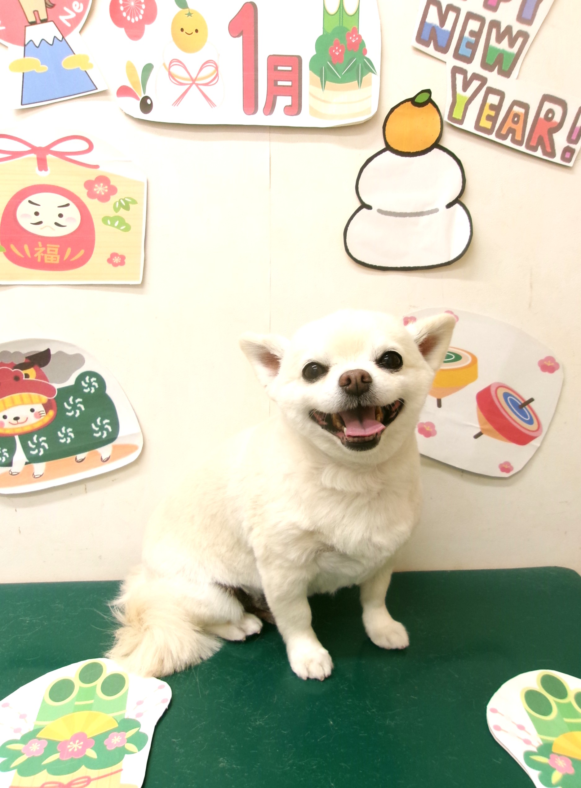 チワワのトリミングカット シュシュどうぶつ病院の1枚目