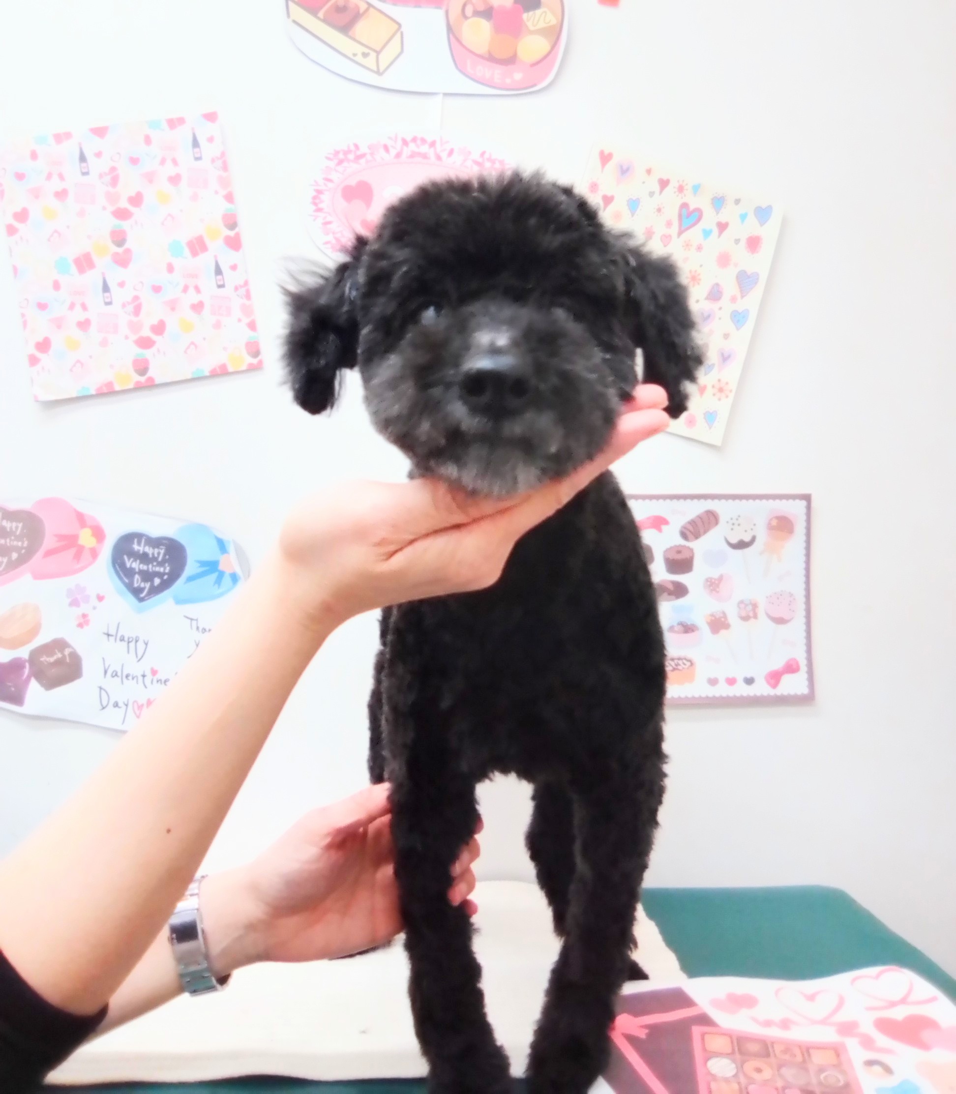トリミングサロン シュシュどうぶつ病院のトリミングカット-9816の1枚目