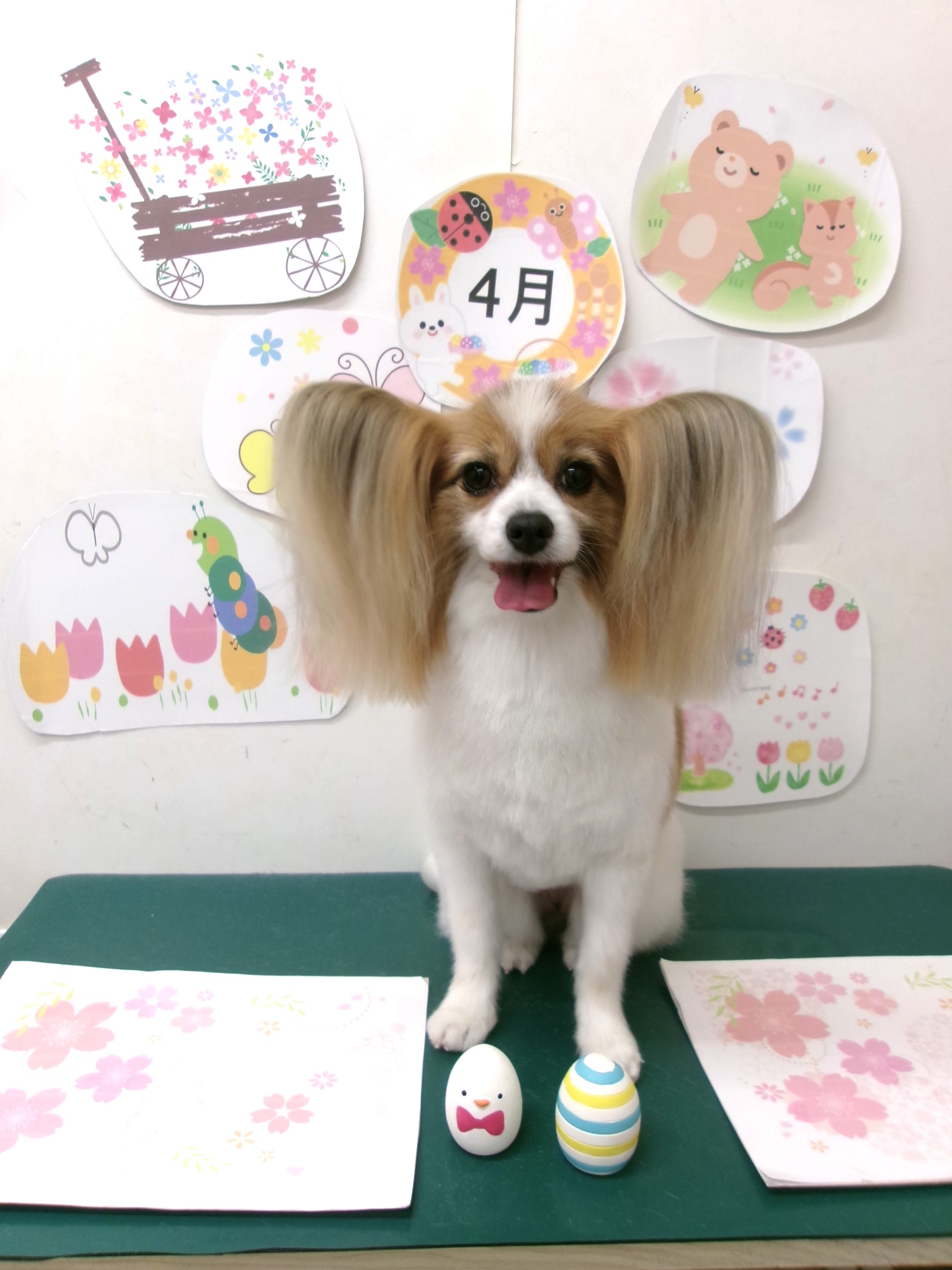 トリミングサロン シュシュどうぶつ病院のトリミングカット-9942の1枚目