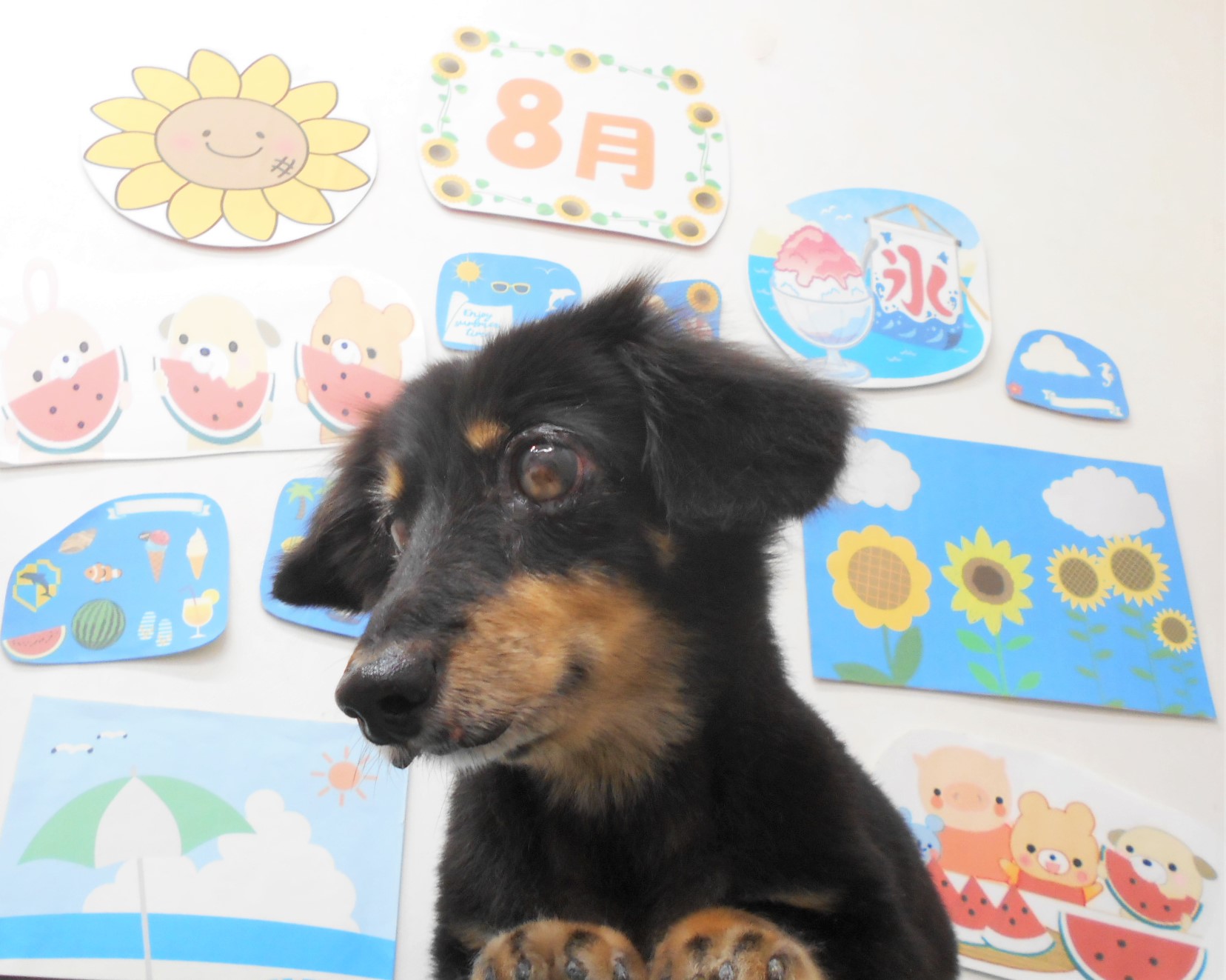 ミニチュアダックスフンドのトリミングカット シュシュどうぶつ病院の1枚目