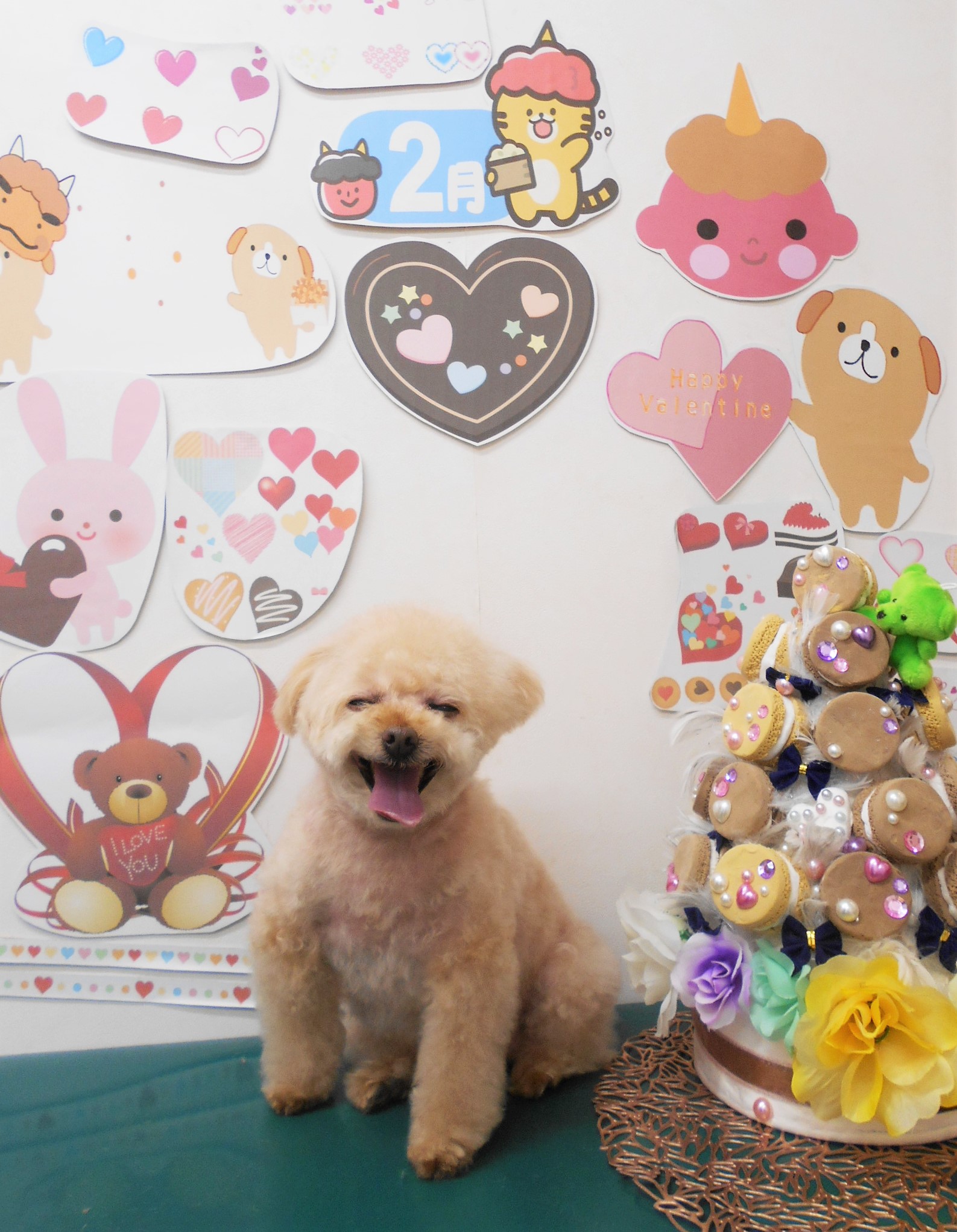 トイプードルのトリミングカット シュシュどうぶつ病院の1枚目