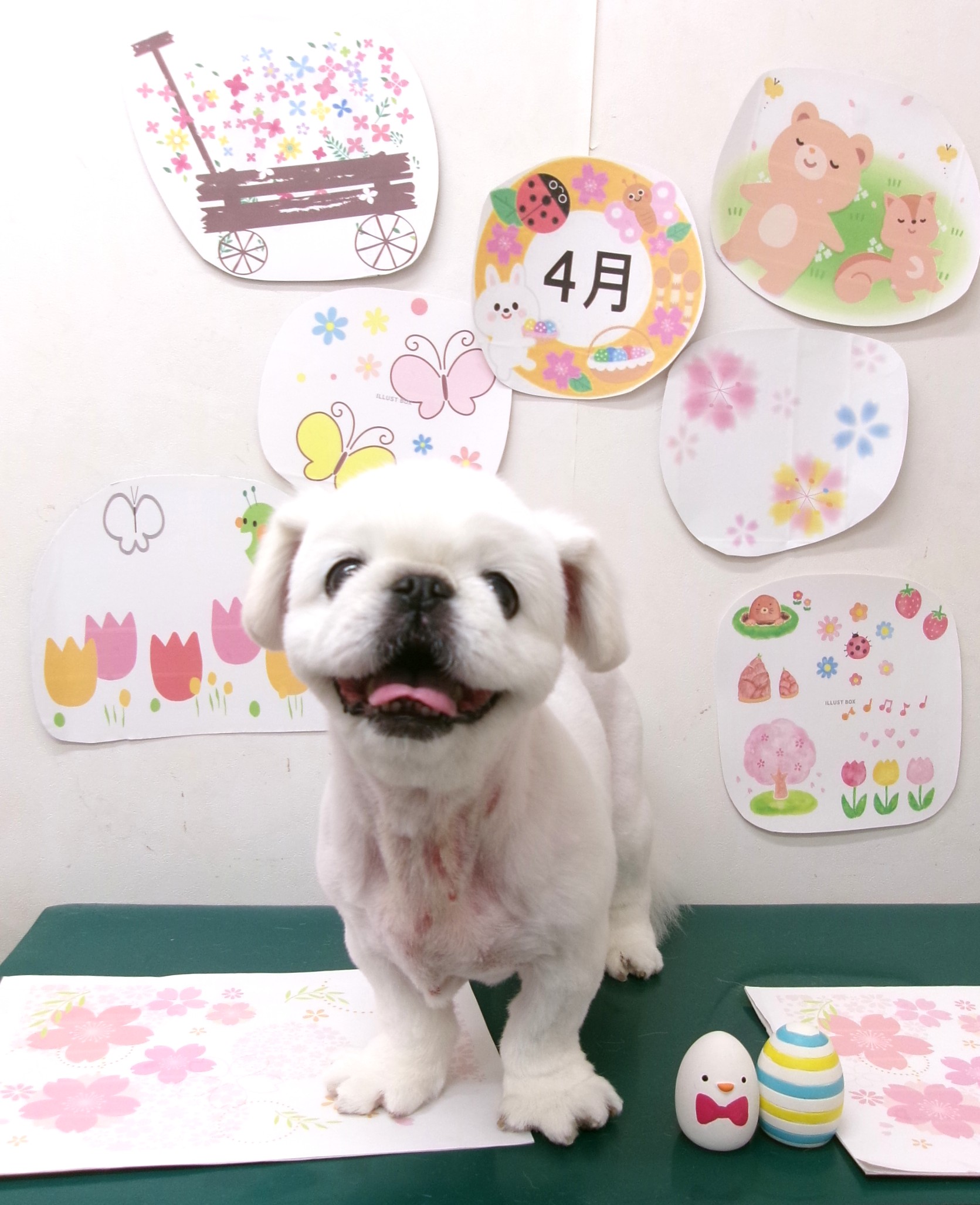 トリミングサロン シュシュどうぶつ病院のトリミングカット-9943の1枚目