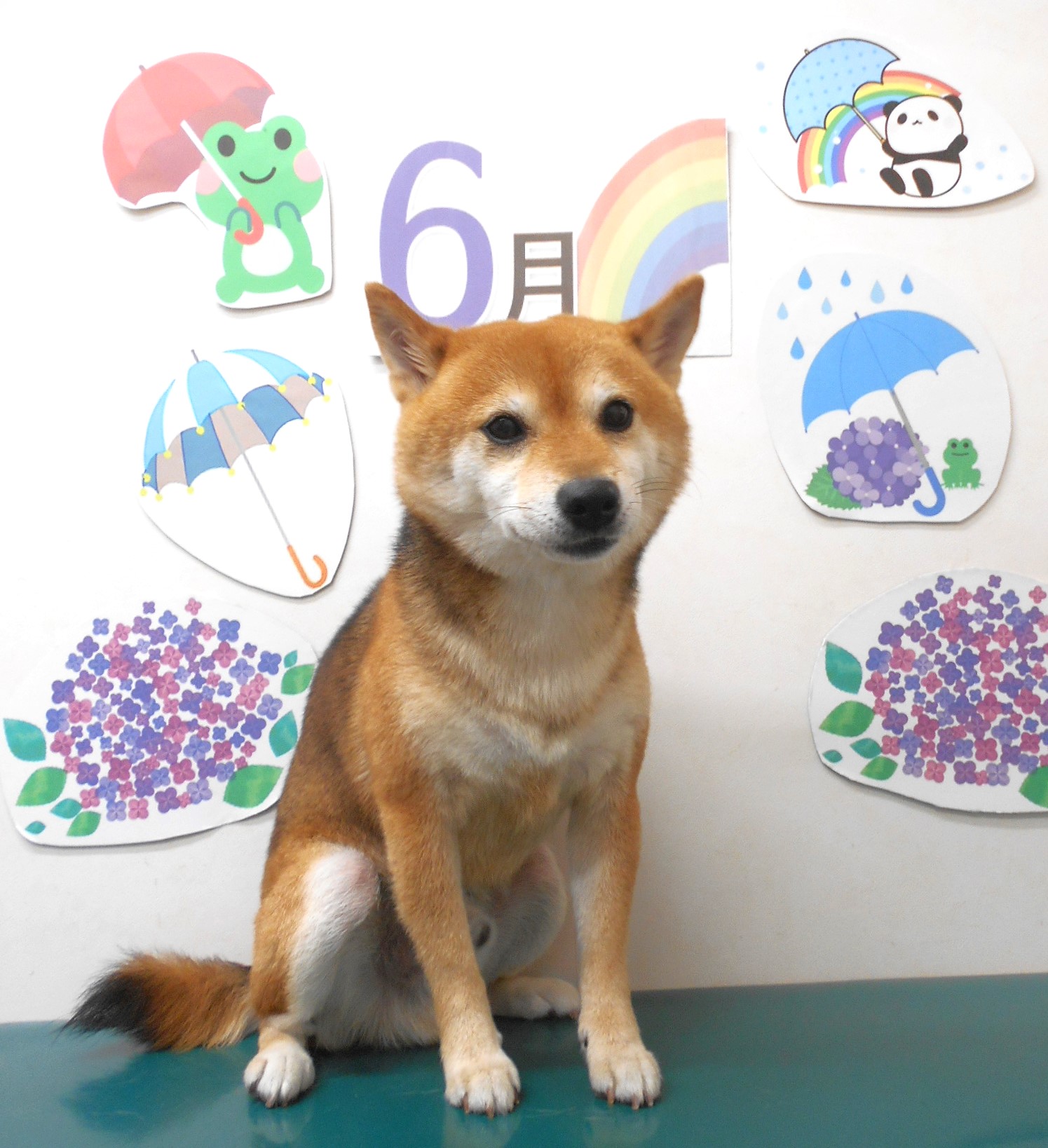 柴犬のトリミングカット シュシュどうぶつ病院の1枚目