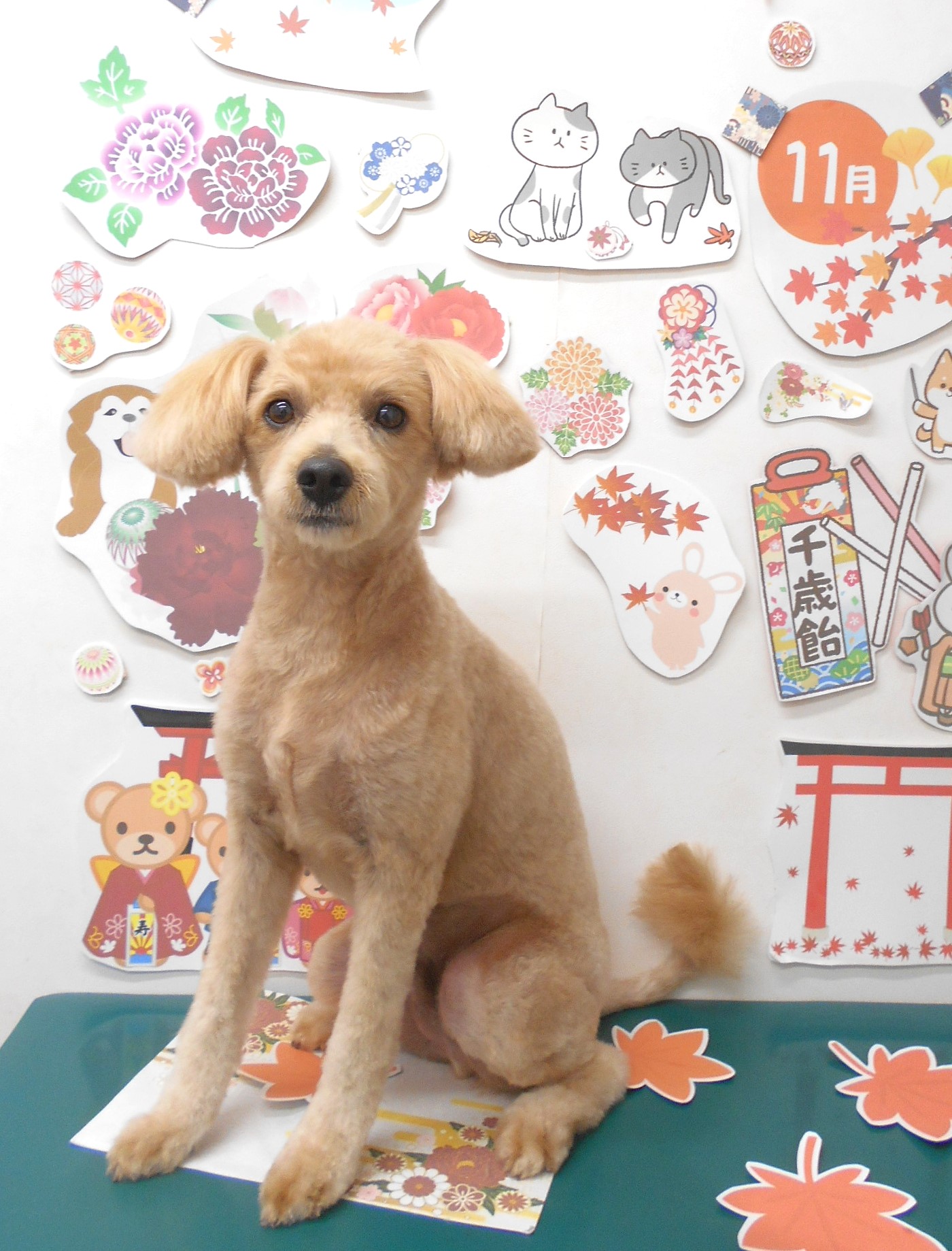 ミックス犬(その他)のトリミングカット シュシュどうぶつ病院の1枚目