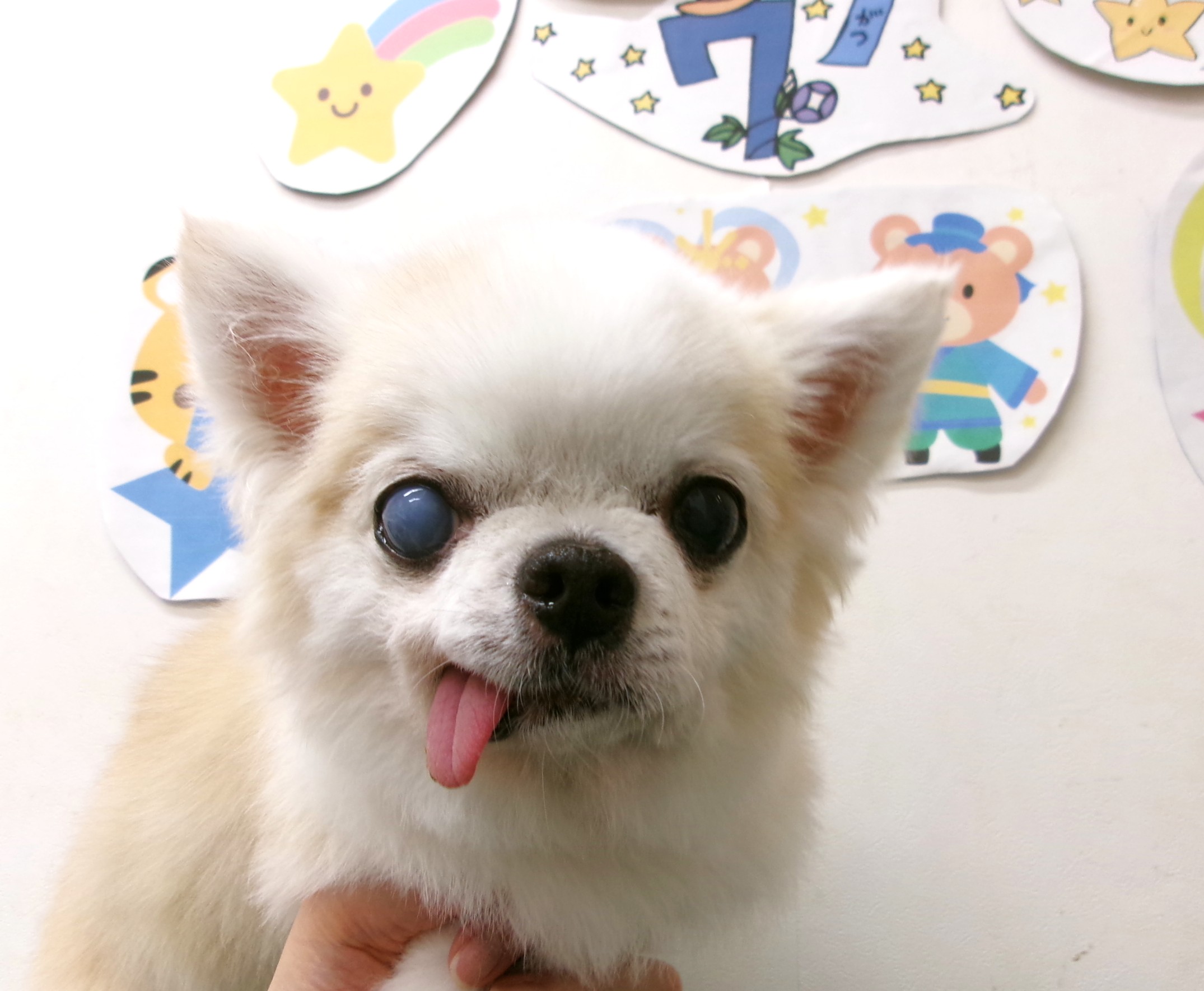 トリミングサロン シュシュどうぶつ病院のトリミングカット-10204の1枚目
