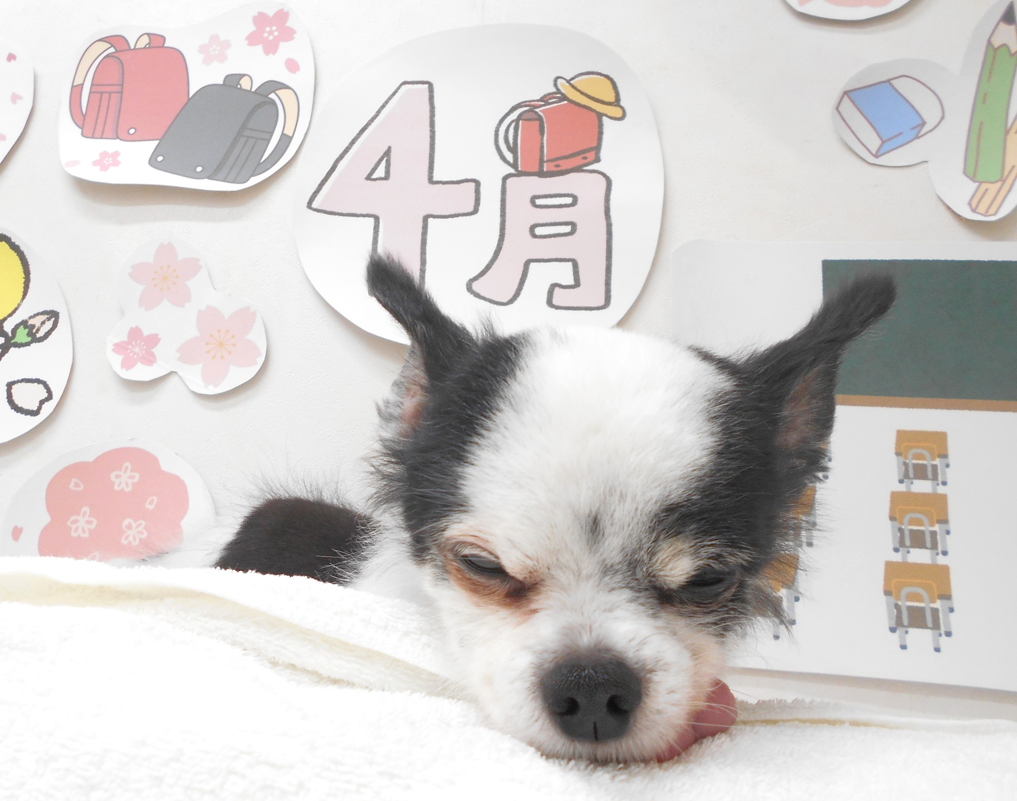 チワワのトリミングカット シュシュどうぶつ病院の1枚目