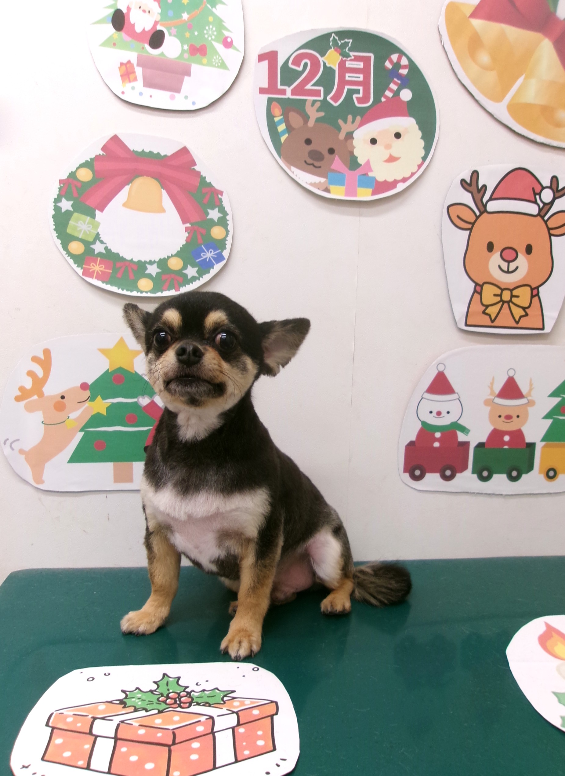 チワワのトリミングカット シュシュどうぶつ病院の1枚目