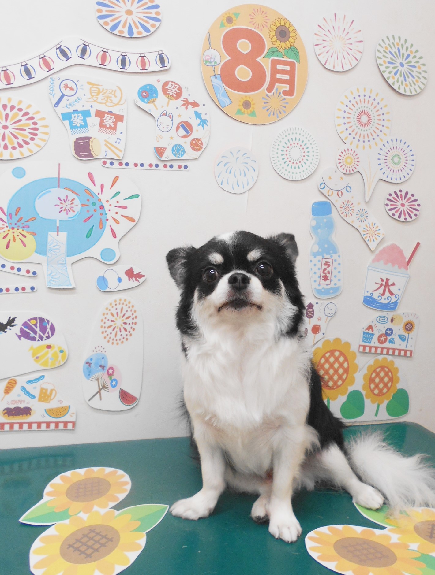 チワワのトリミングカット シュシュどうぶつ病院の1枚目