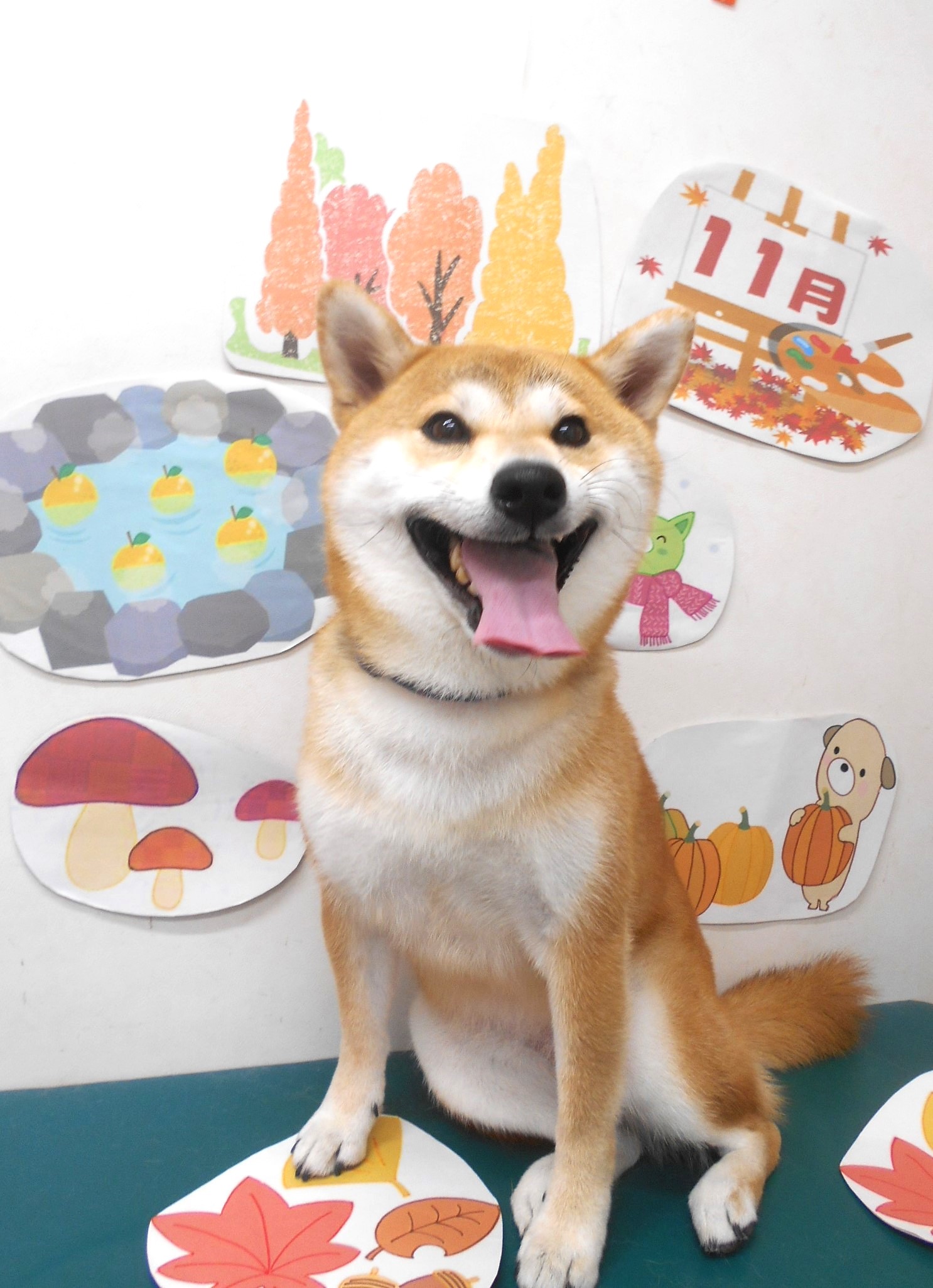 柴犬のトリミングカット シュシュどうぶつ病院の1枚目