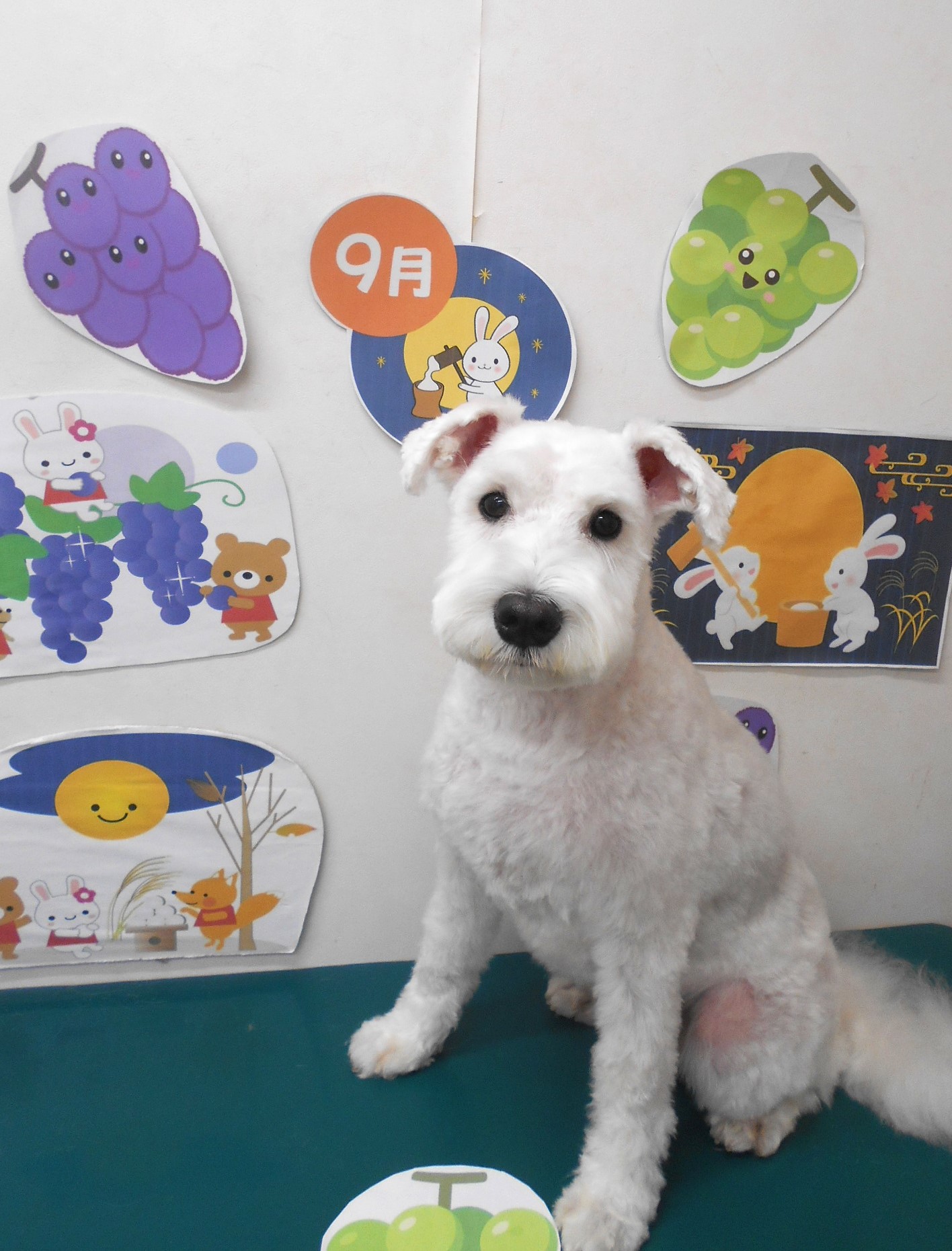 ミニチュアシュナウザーのトリミングカット シュシュどうぶつ病院の1枚目