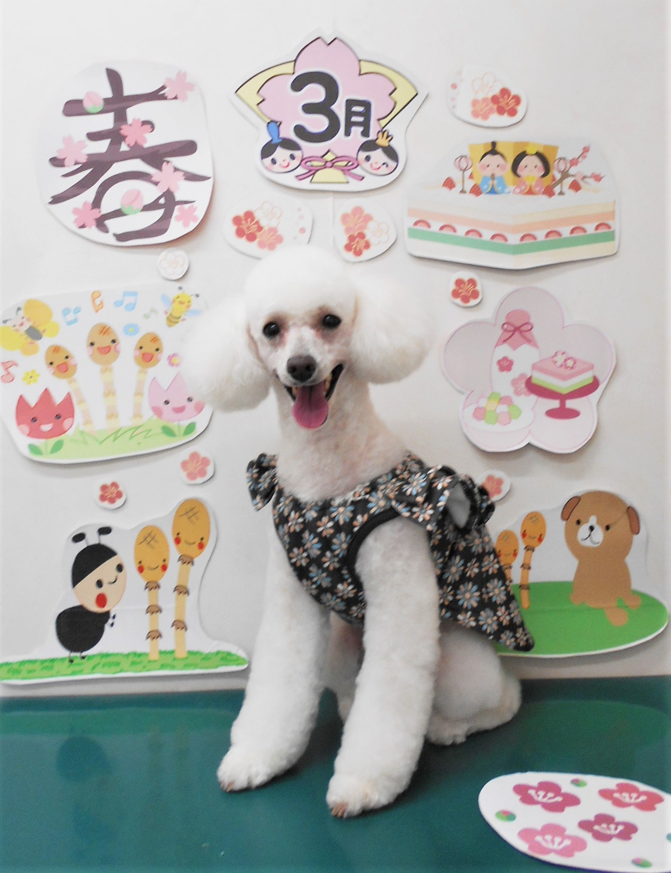 トイプードルのトリミングカット シュシュどうぶつ病院の1枚目