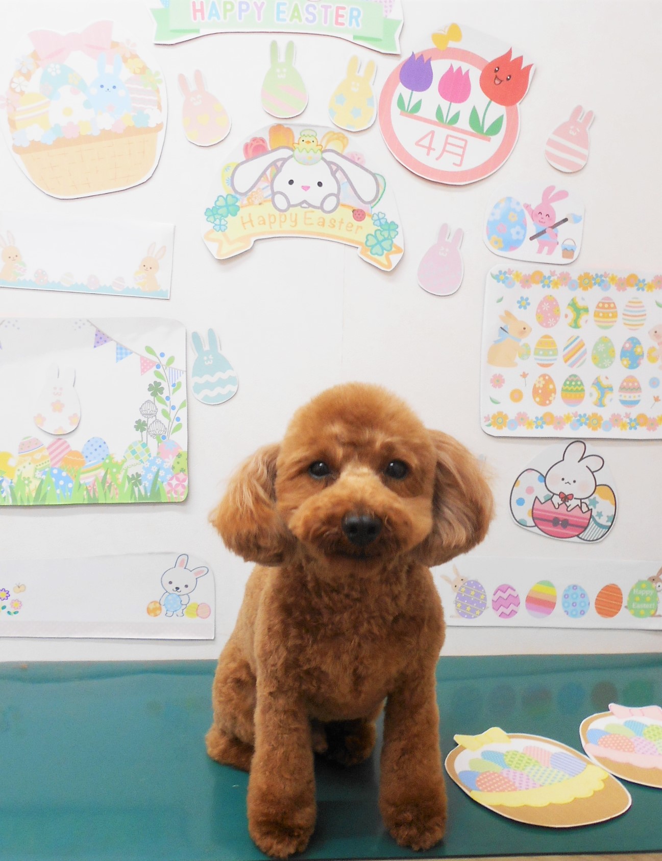 トイプードルのトリミングカット シュシュどうぶつ病院の1枚目