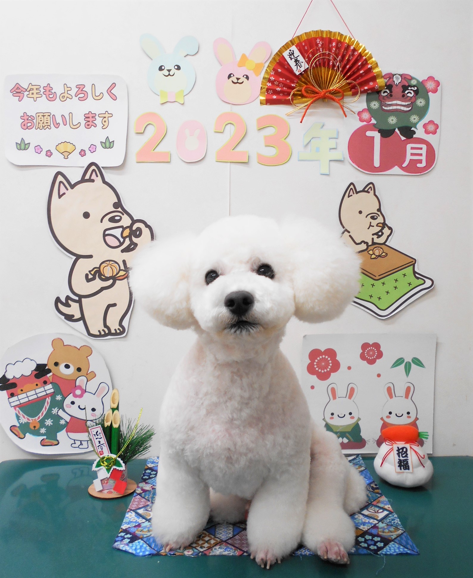 トイプードルのトリミングカット シュシュどうぶつ病院の1枚目