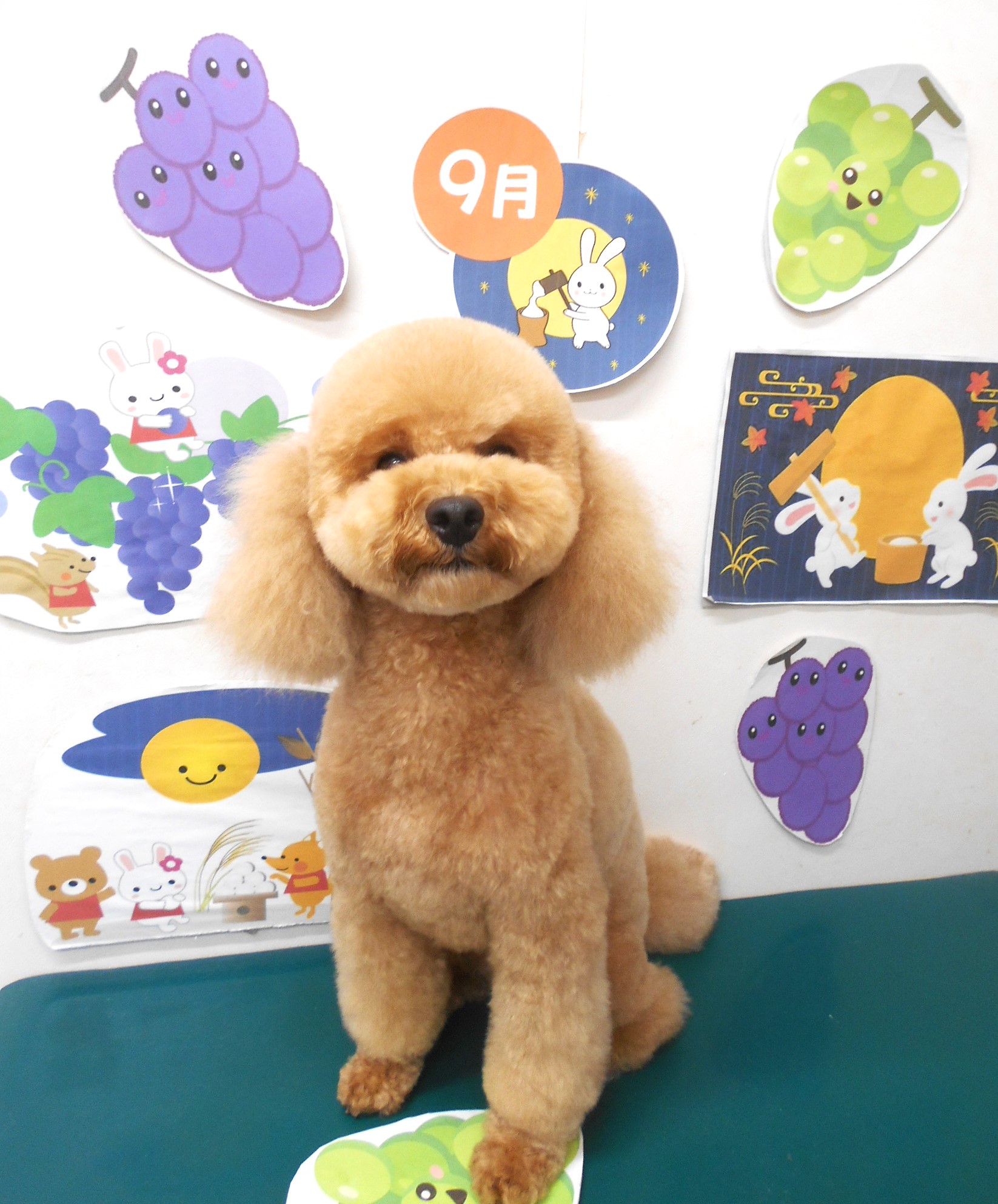 トイプードルのトリミングカット シュシュどうぶつ病院の1枚目