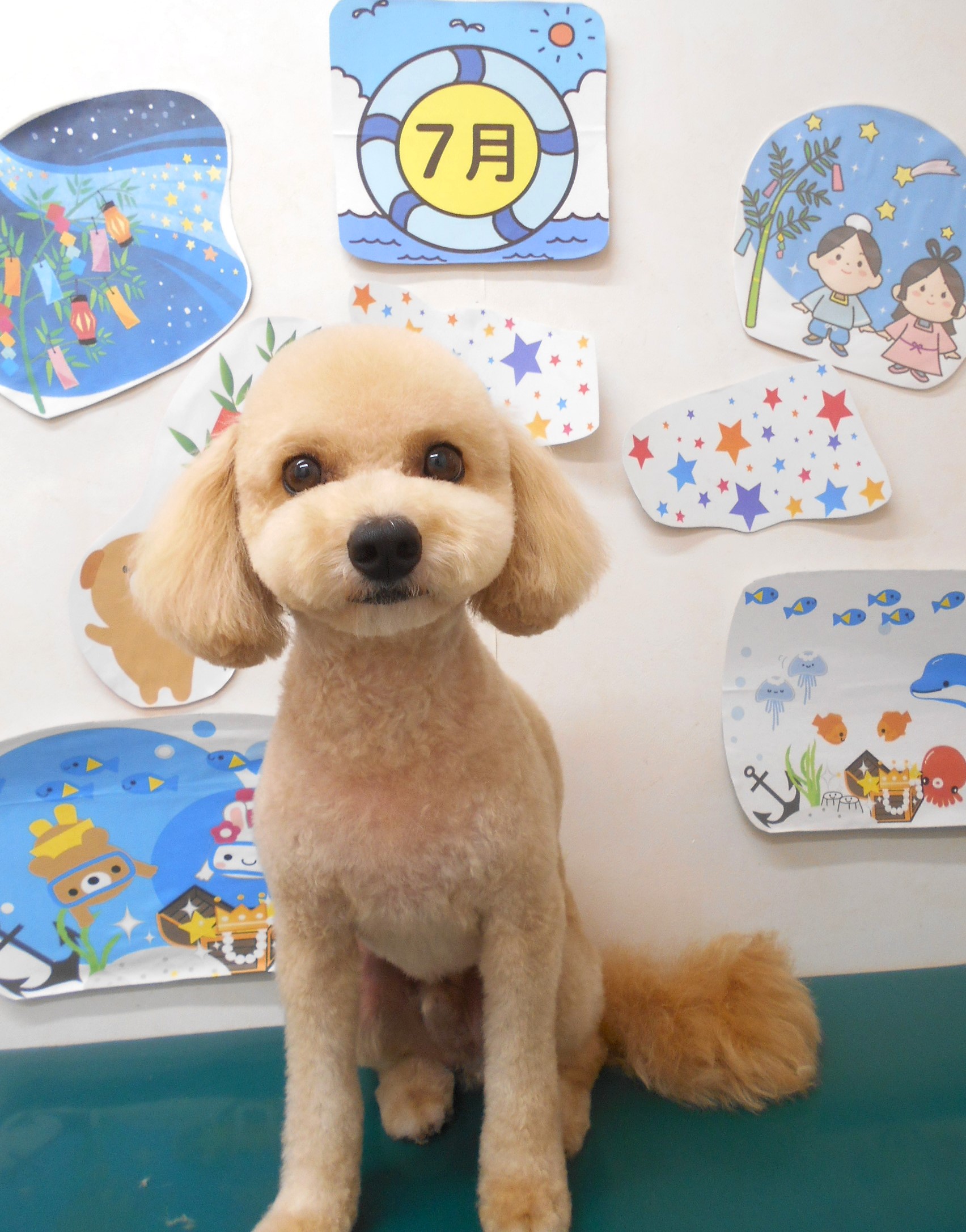ミックス犬(その他)のトリミングカット シュシュどうぶつ病院の1枚目