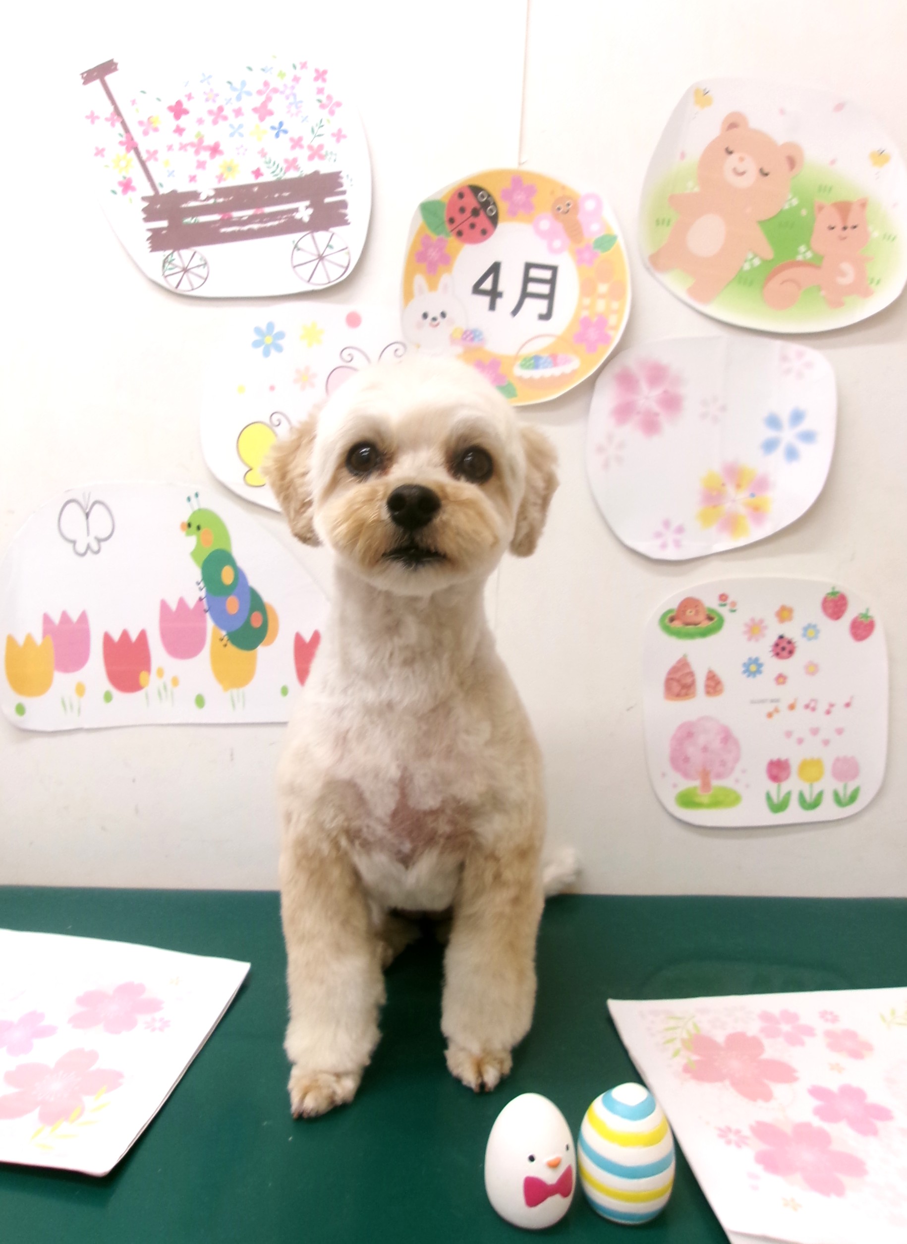 トリミングサロン シュシュどうぶつ病院のトリミングカット-9971の1枚目