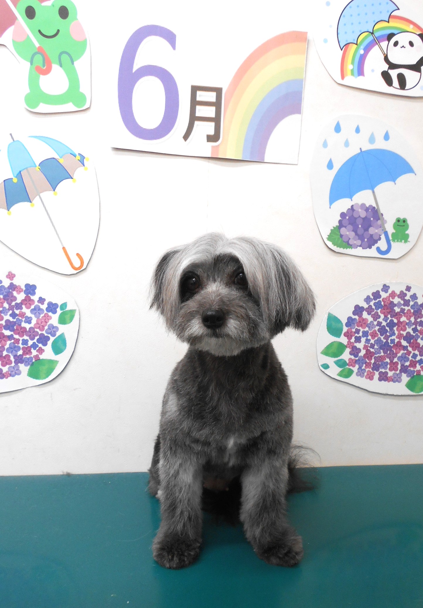 ミックス犬(その他)のトリミングカット シュシュどうぶつ病院の1枚目