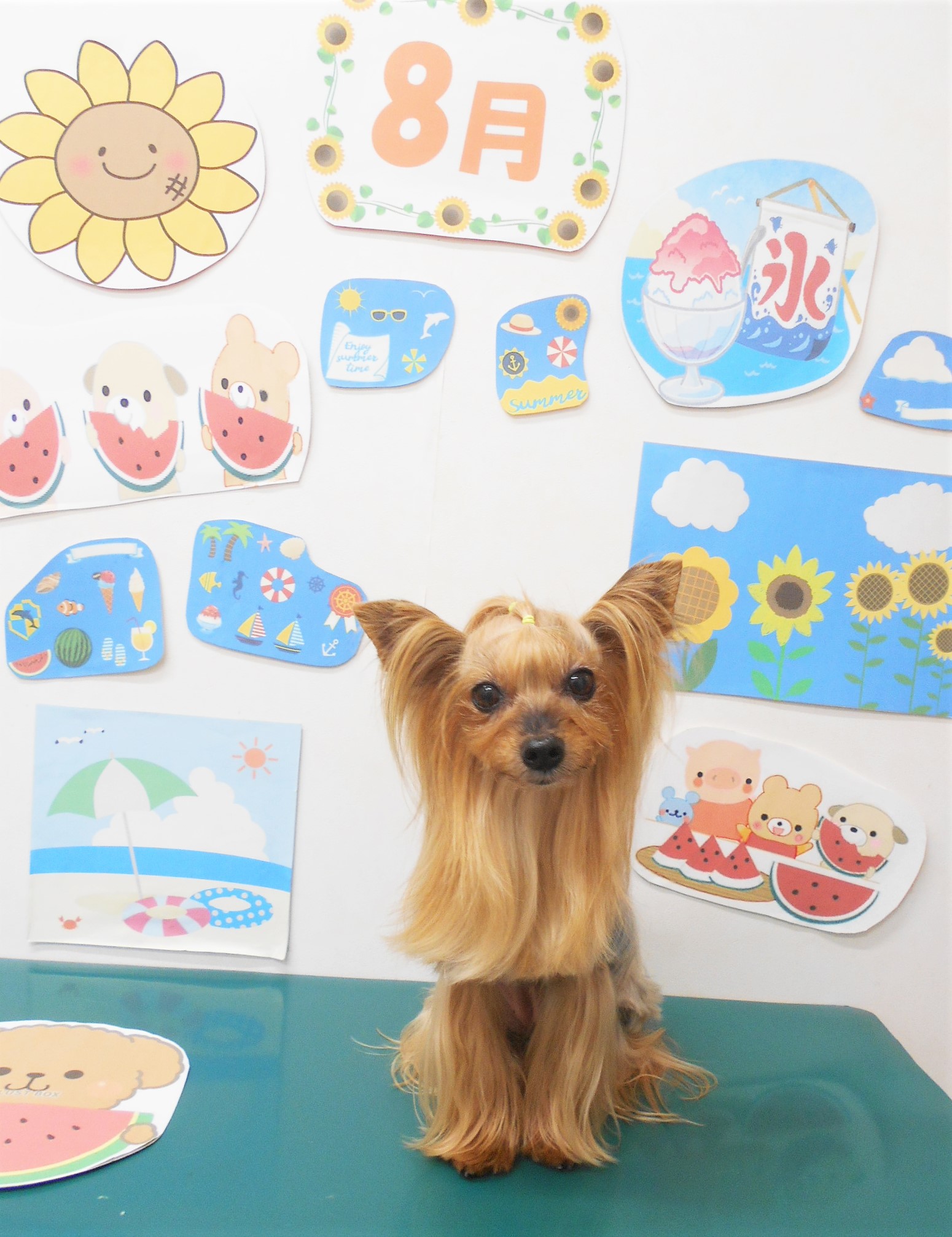ヨークシャーテリアのトリミングカット シュシュどうぶつ病院の1枚目