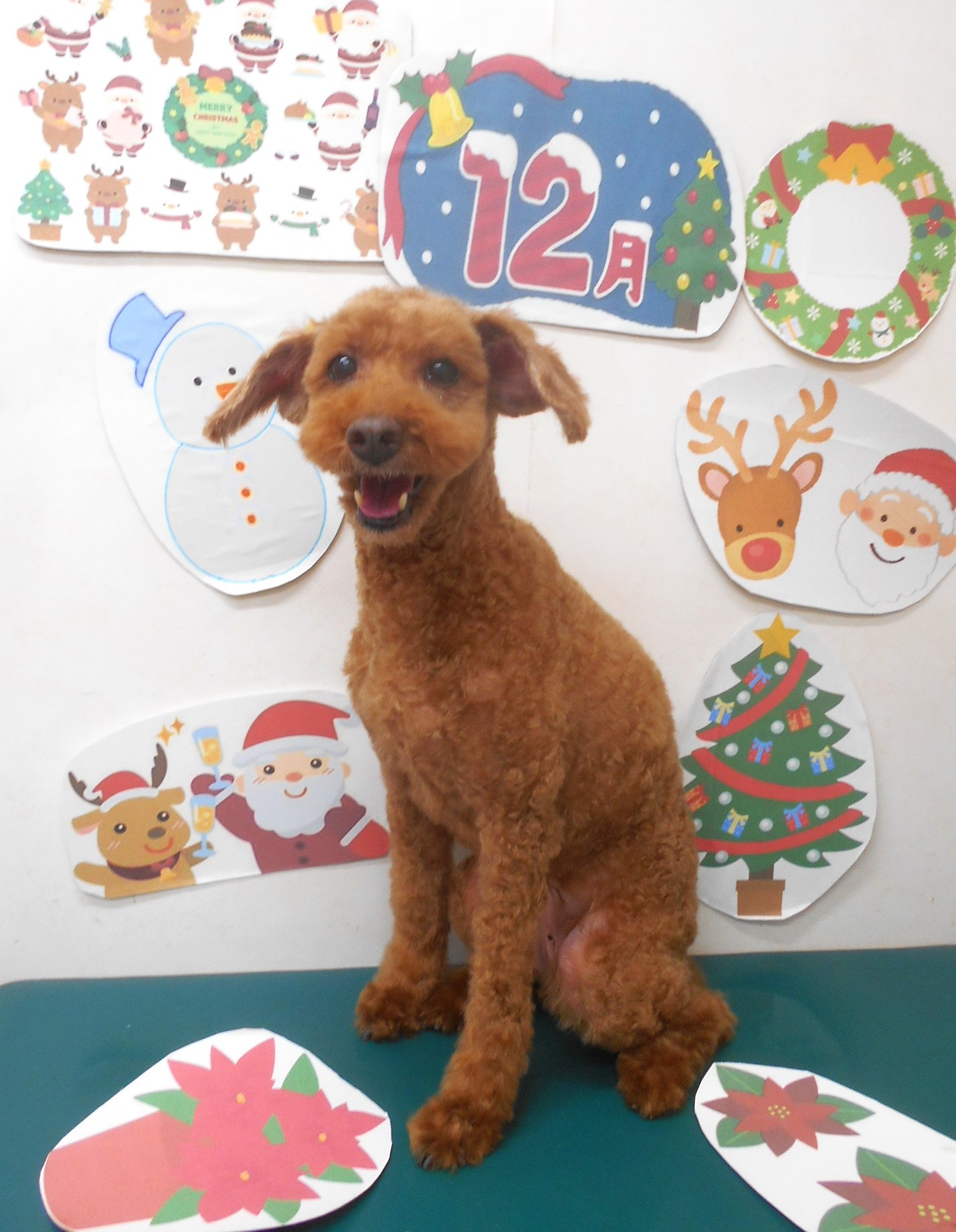 トリミングサロン シュシュどうぶつ病院のトリミングカット-9594の1枚目