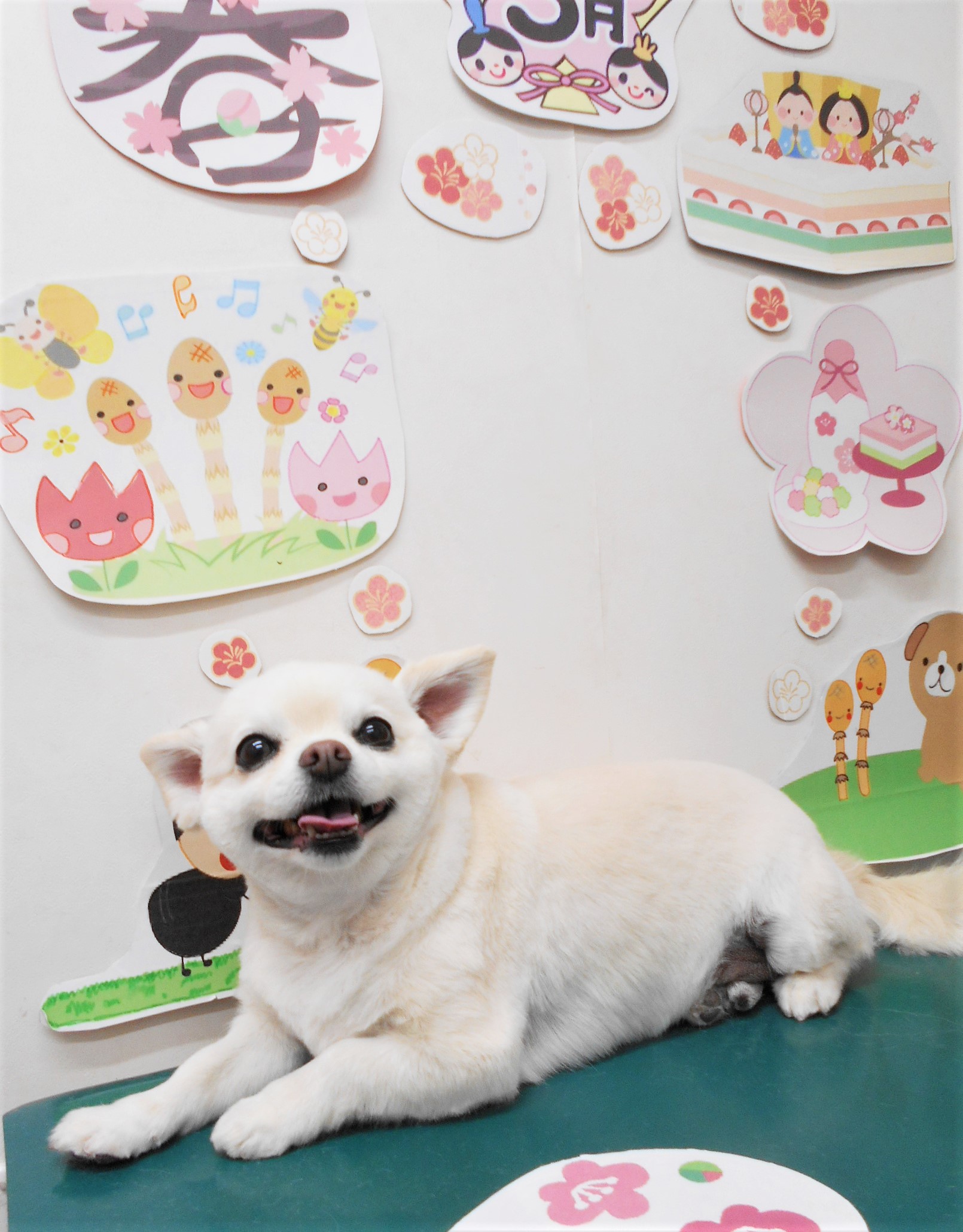 チワワのトリミングカット シュシュどうぶつ病院の1枚目
