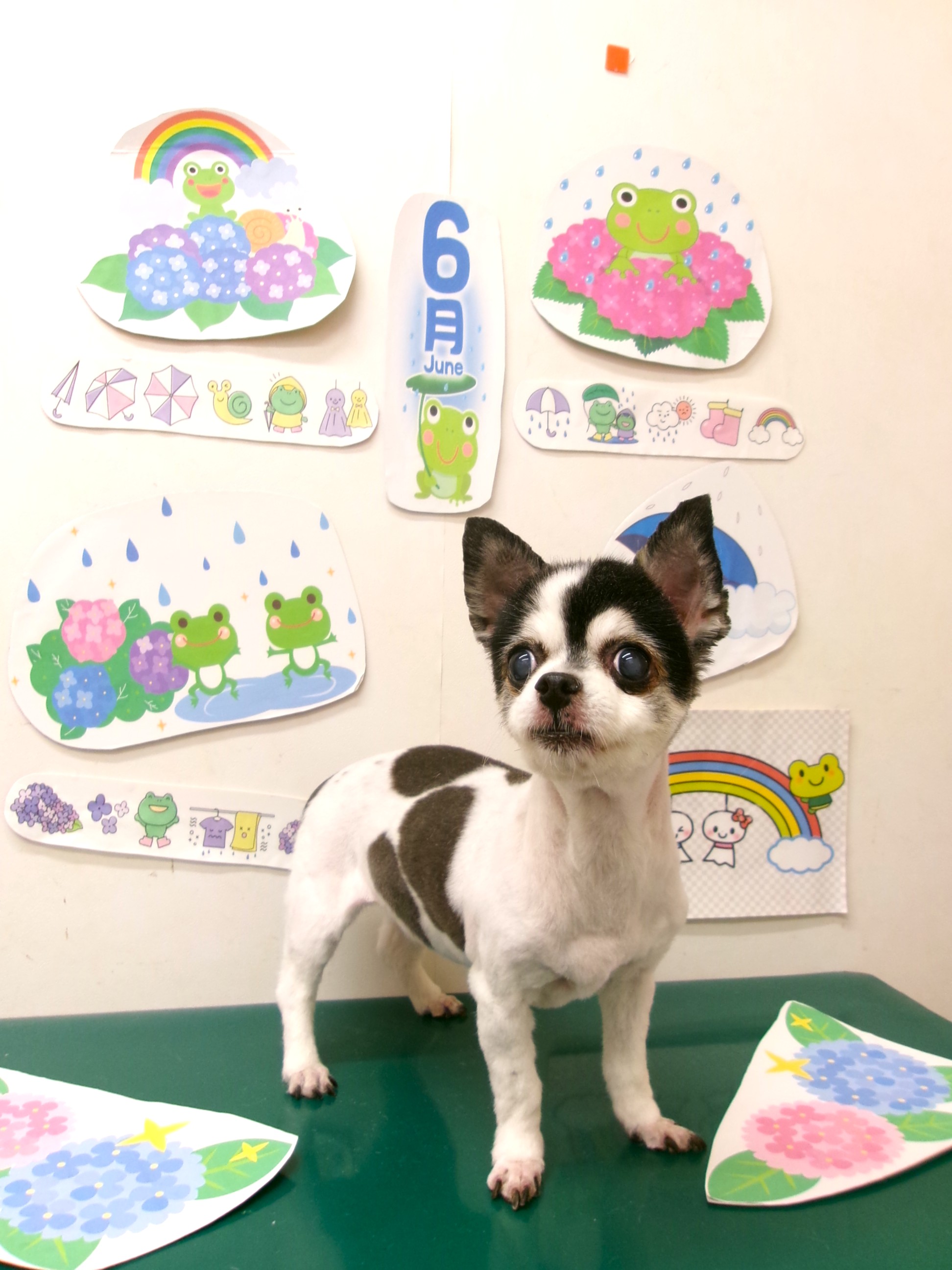 トリミングサロン シュシュどうぶつ病院のトリミングカット-10141の1枚目