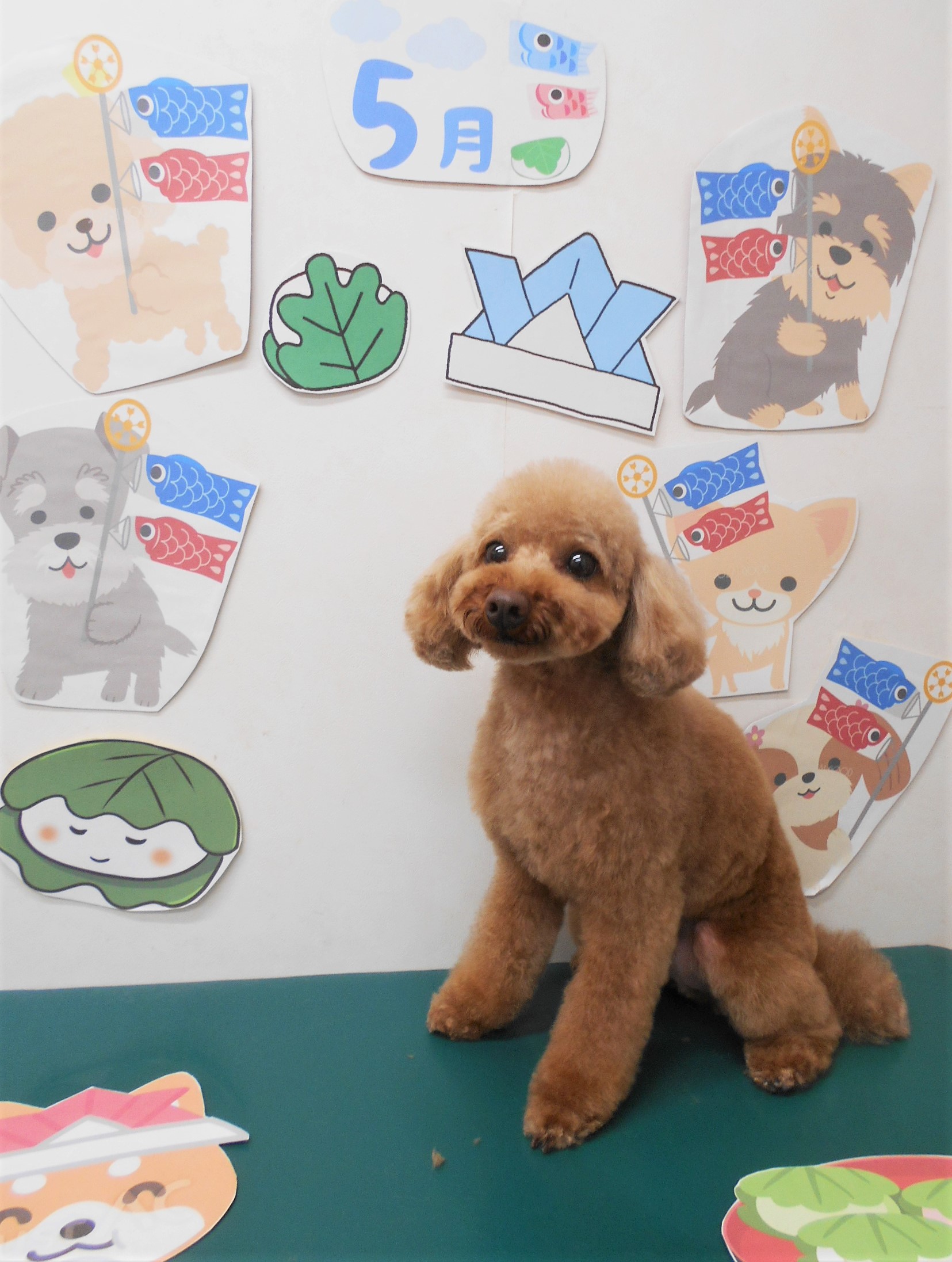 トイプードルのトリミングカット シュシュどうぶつ病院の1枚目