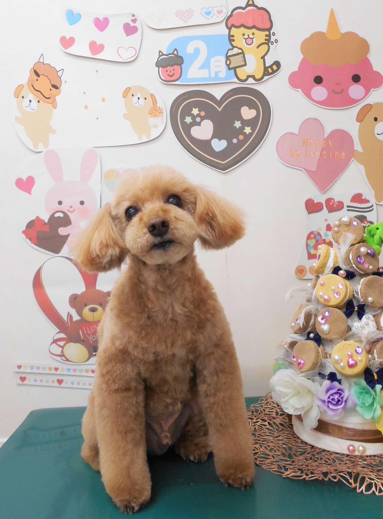 トイプードルのトリミングカット シュシュどうぶつ病院の1枚目