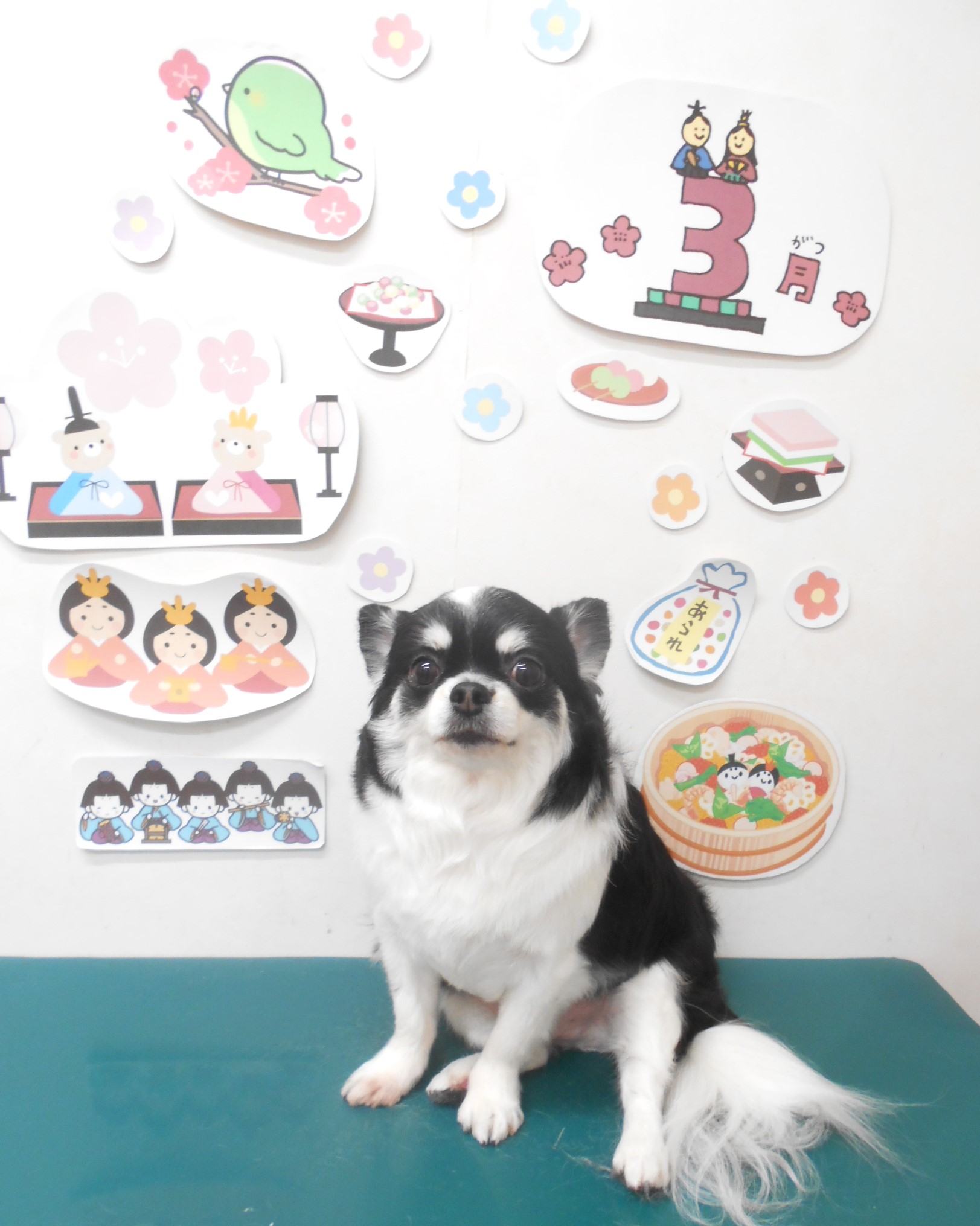 チワワのトリミングカット シュシュどうぶつ病院の1枚目