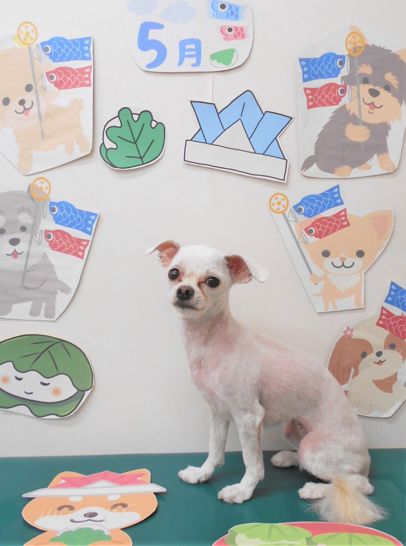 ミックス犬(その他)のトリミングカット シュシュどうぶつ病院の1枚目