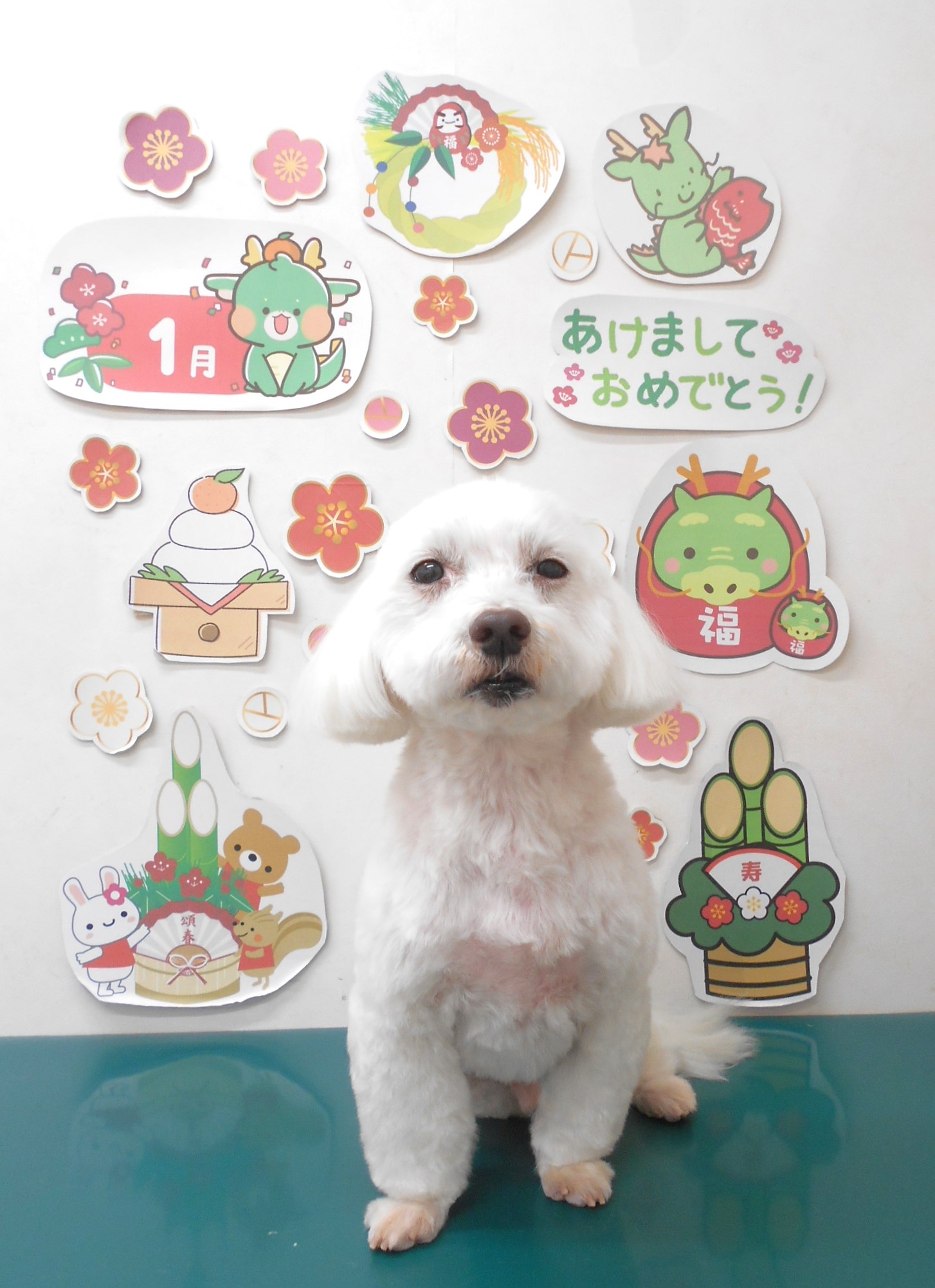ミックス犬(その他)のトリミングカット シュシュどうぶつ病院の1枚目