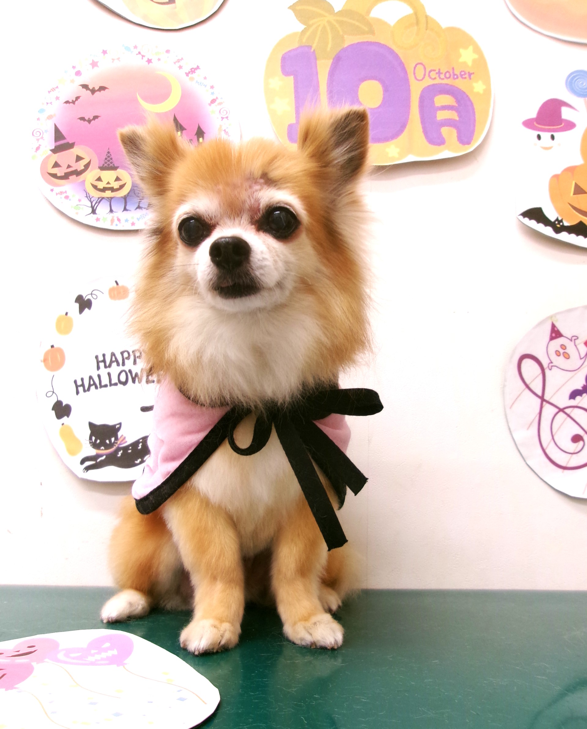 トリミングサロン シュシュどうぶつ病院のトリミングカット-10461の1枚目