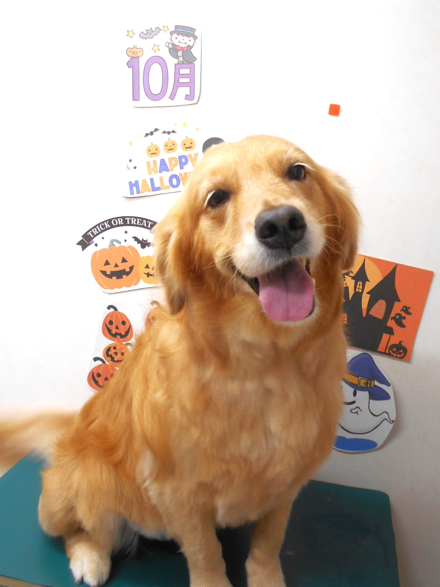 ゴールデンレトリーバーのトリミングカット シュシュどうぶつ病院の1枚目