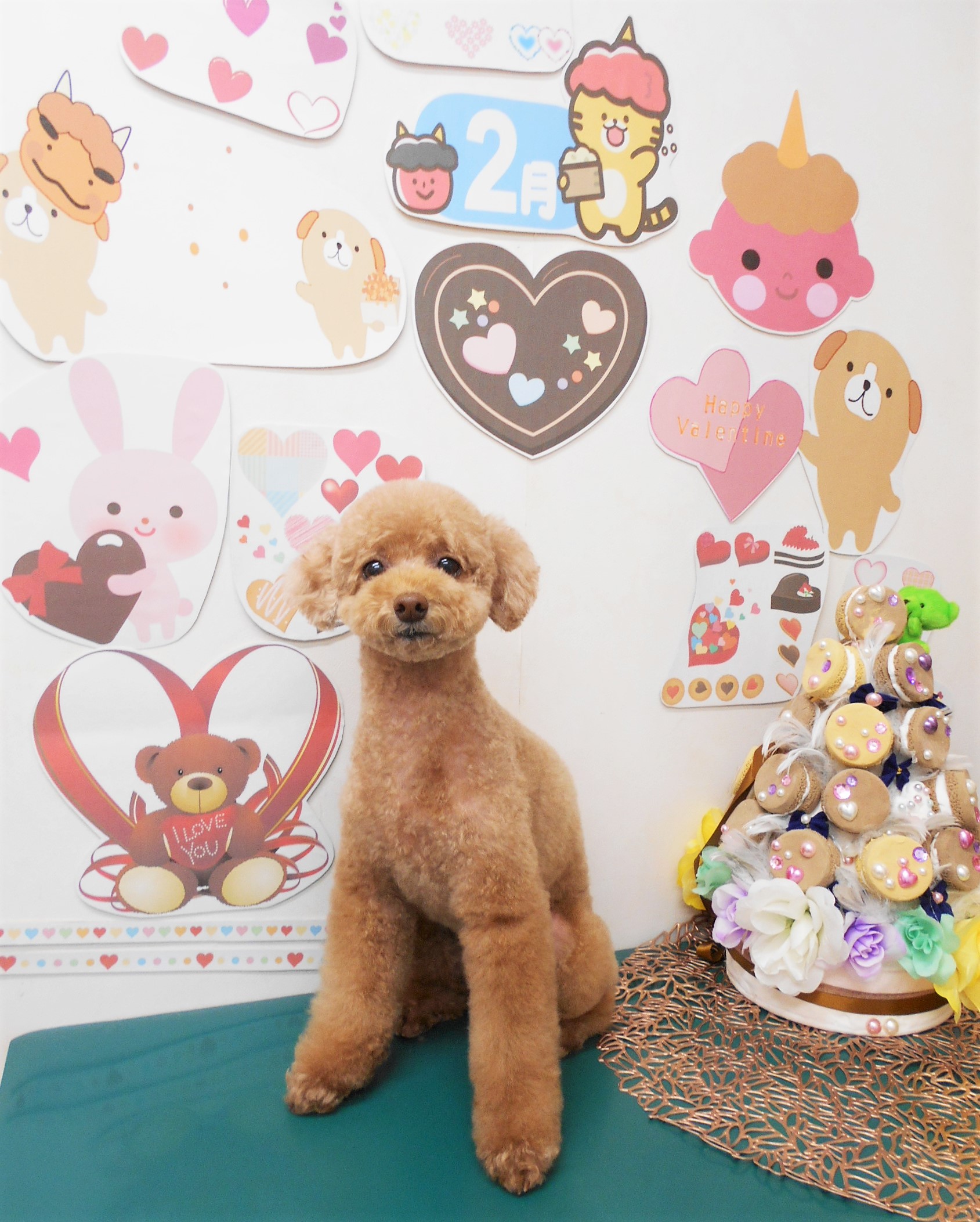 トイプードルのトリミングカット シュシュどうぶつ病院の1枚目