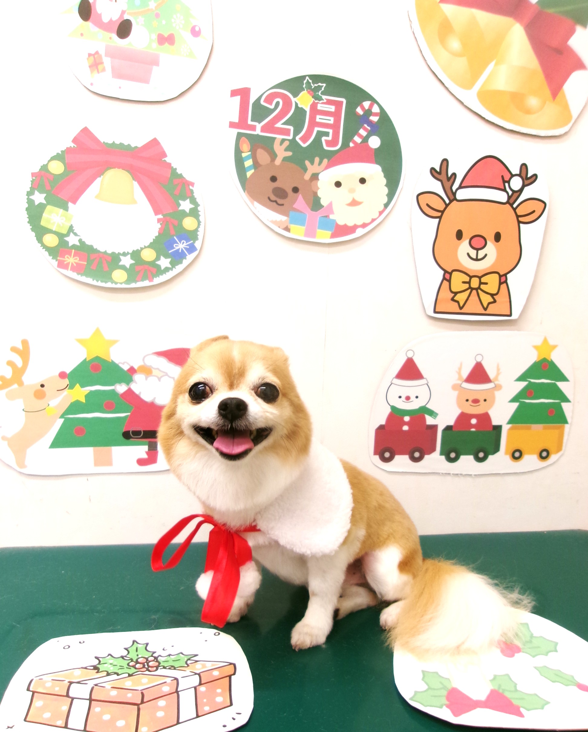 カット例 - シュシュどうぶつ病院