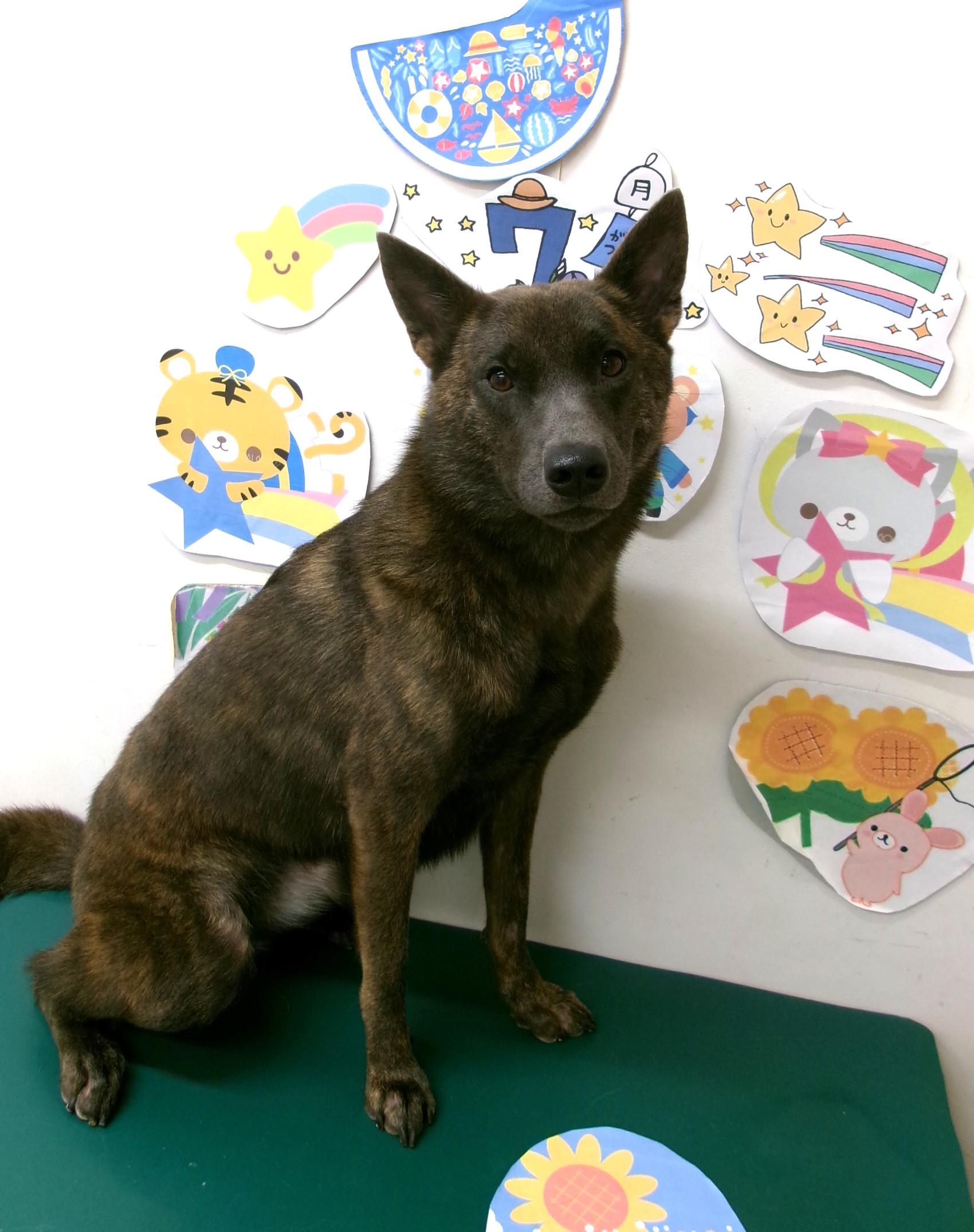 トリミングサロン シュシュどうぶつ病院のトリミングカット-10216の1枚目