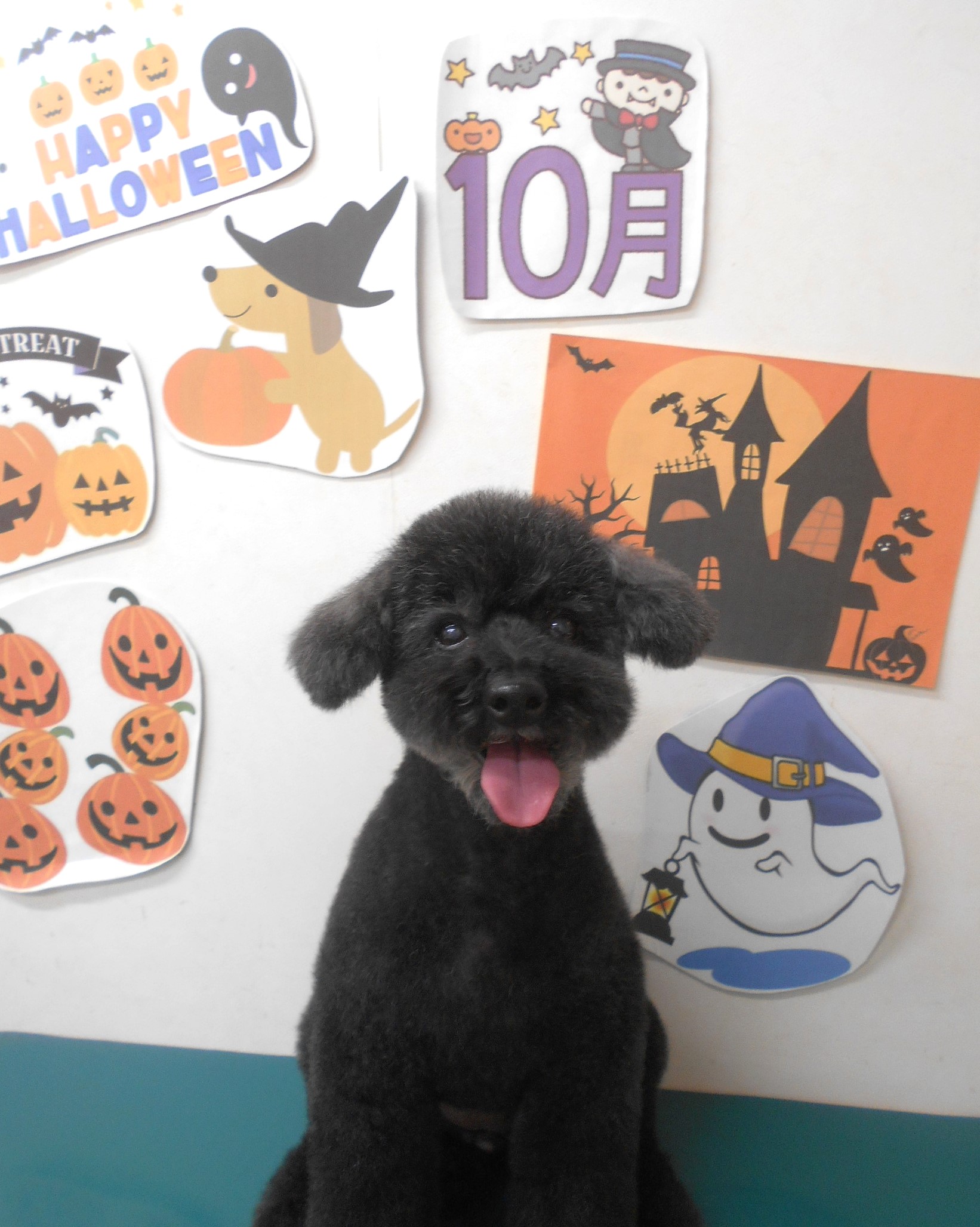 トイプードルのトリミングカット シュシュどうぶつ病院の1枚目