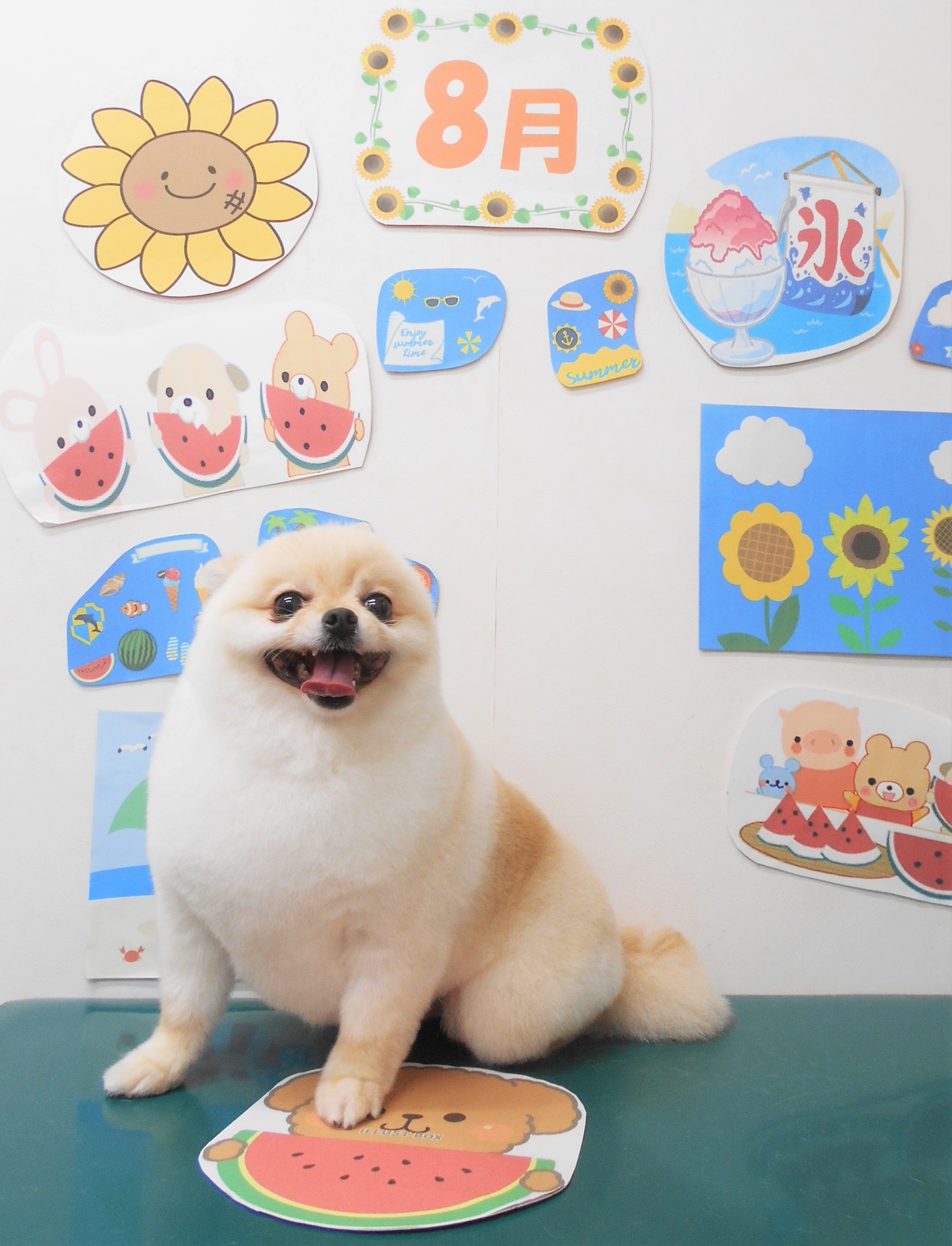 ミックス犬(その他)のトリミングカット シュシュどうぶつ病院の1枚目