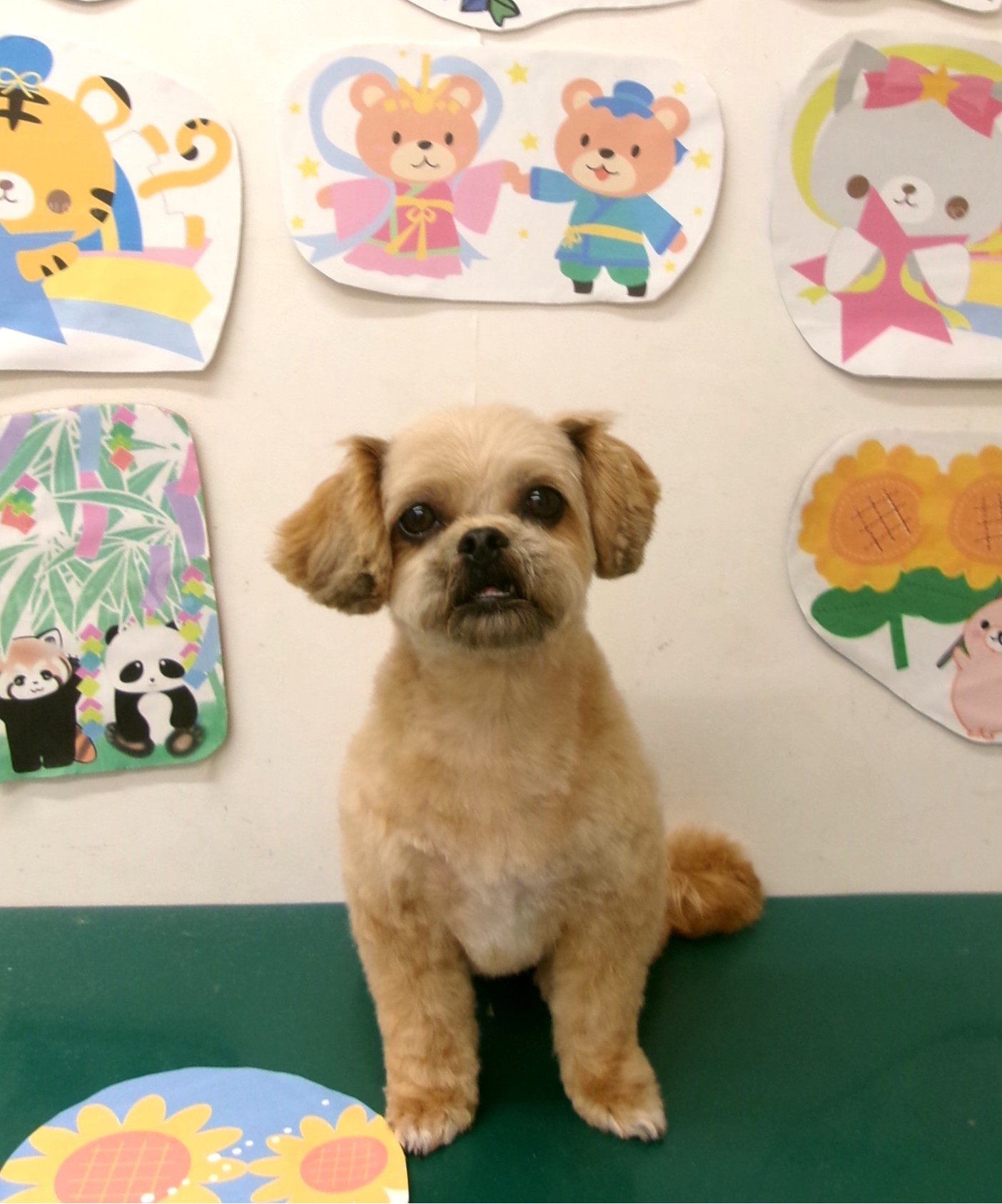 トリミングサロン シュシュどうぶつ病院のトリミングカット-10183の1枚目