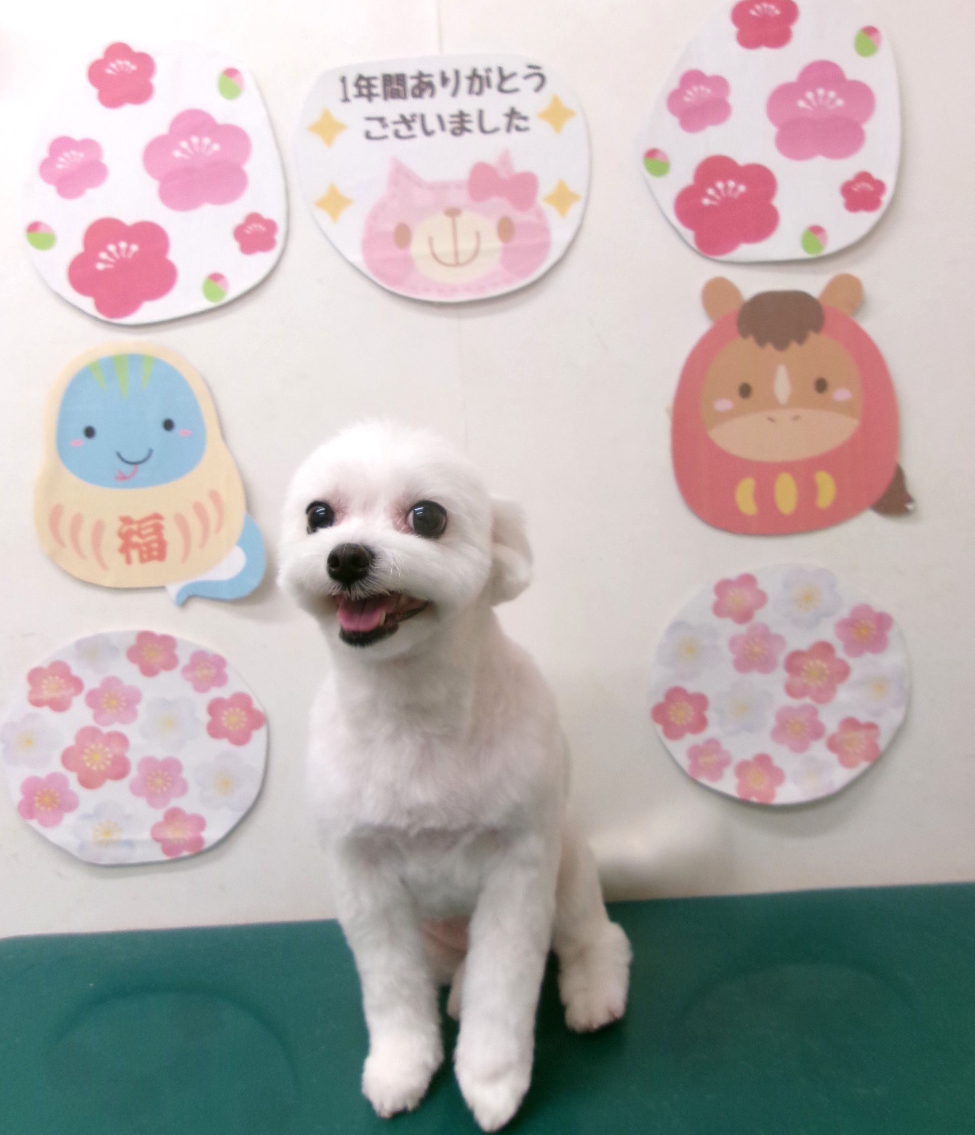 カット例 - シュシュどうぶつ病院