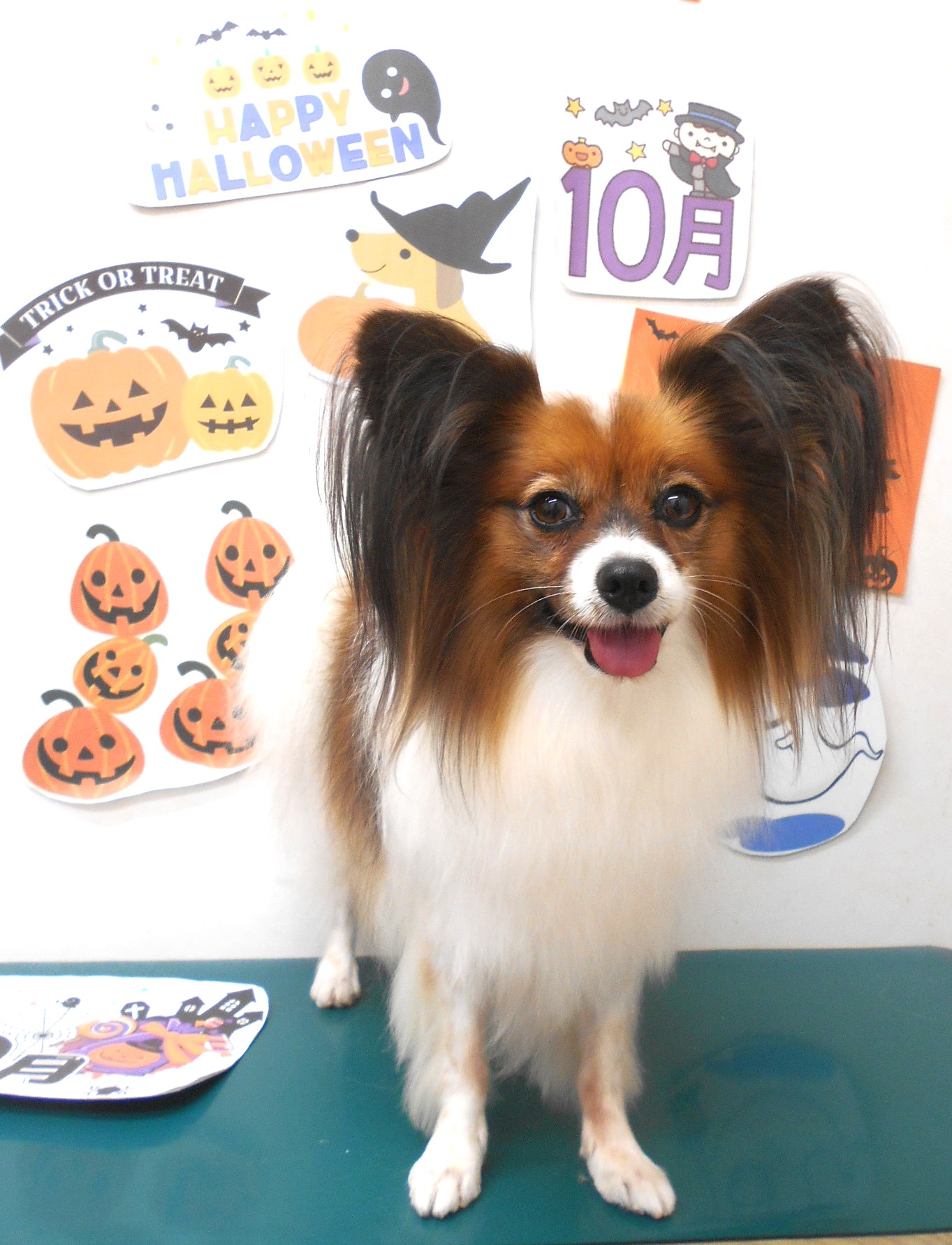 パピヨンのトリミングカット シュシュどうぶつ病院の1枚目