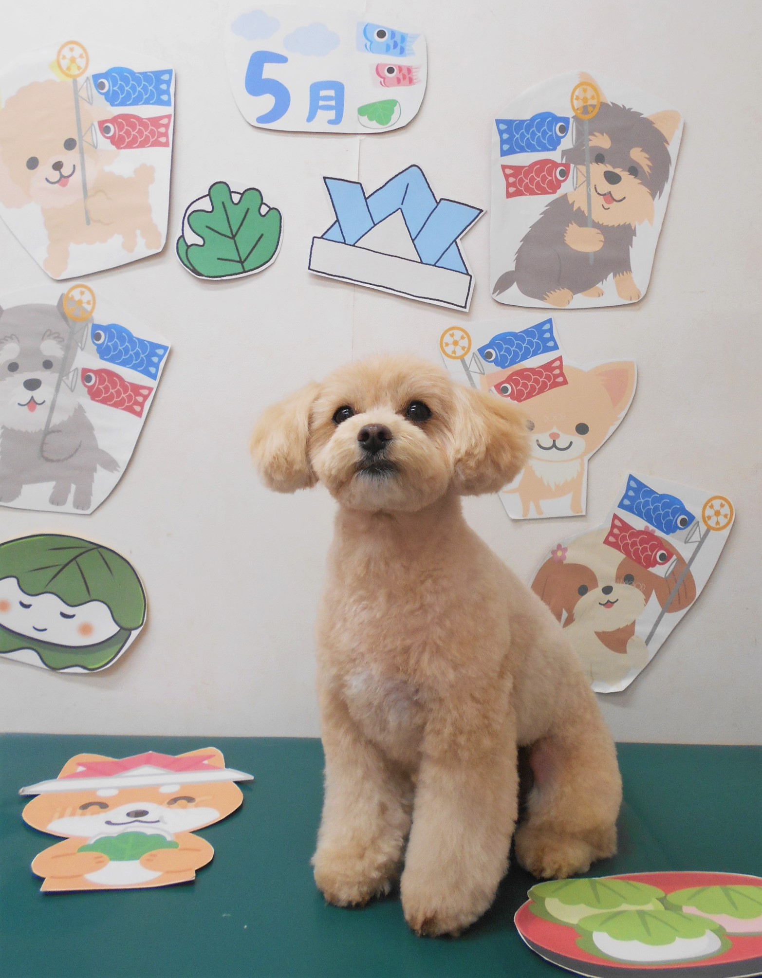 ミックス犬(その他)のトリミングカット シュシュどうぶつ病院の1枚目